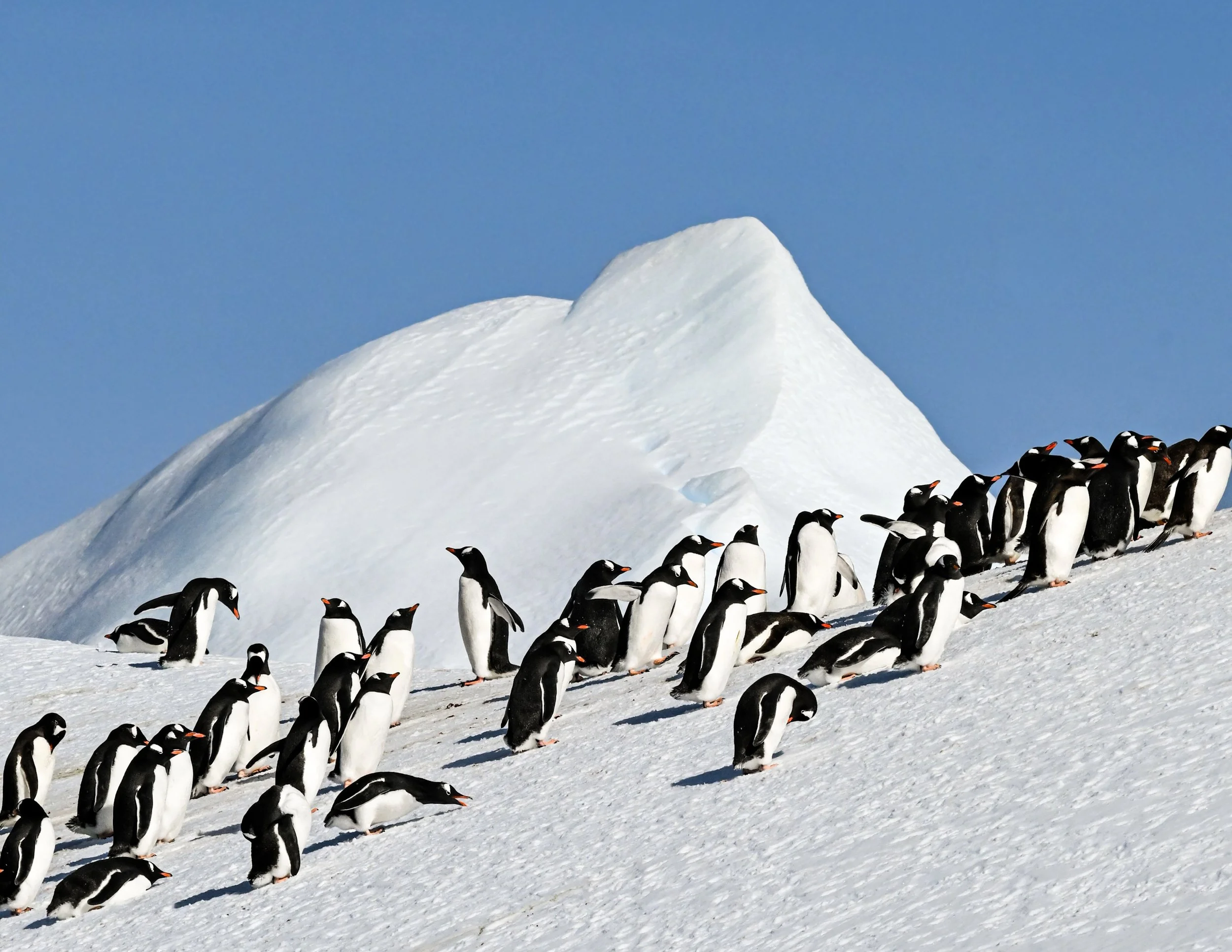 A group of penguins walking on snow with a snow-covered hill and clear blue sky in the background.