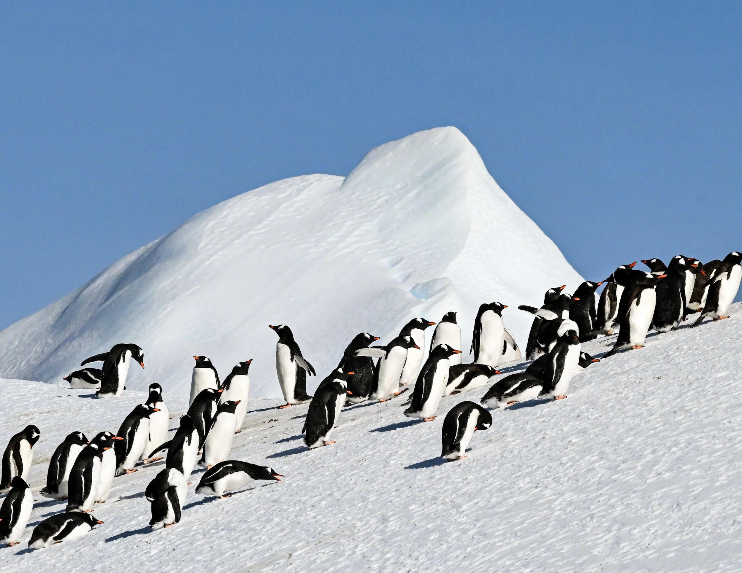 A group of penguins standing on snow with a large snow mound and a clear blue sky in the background.