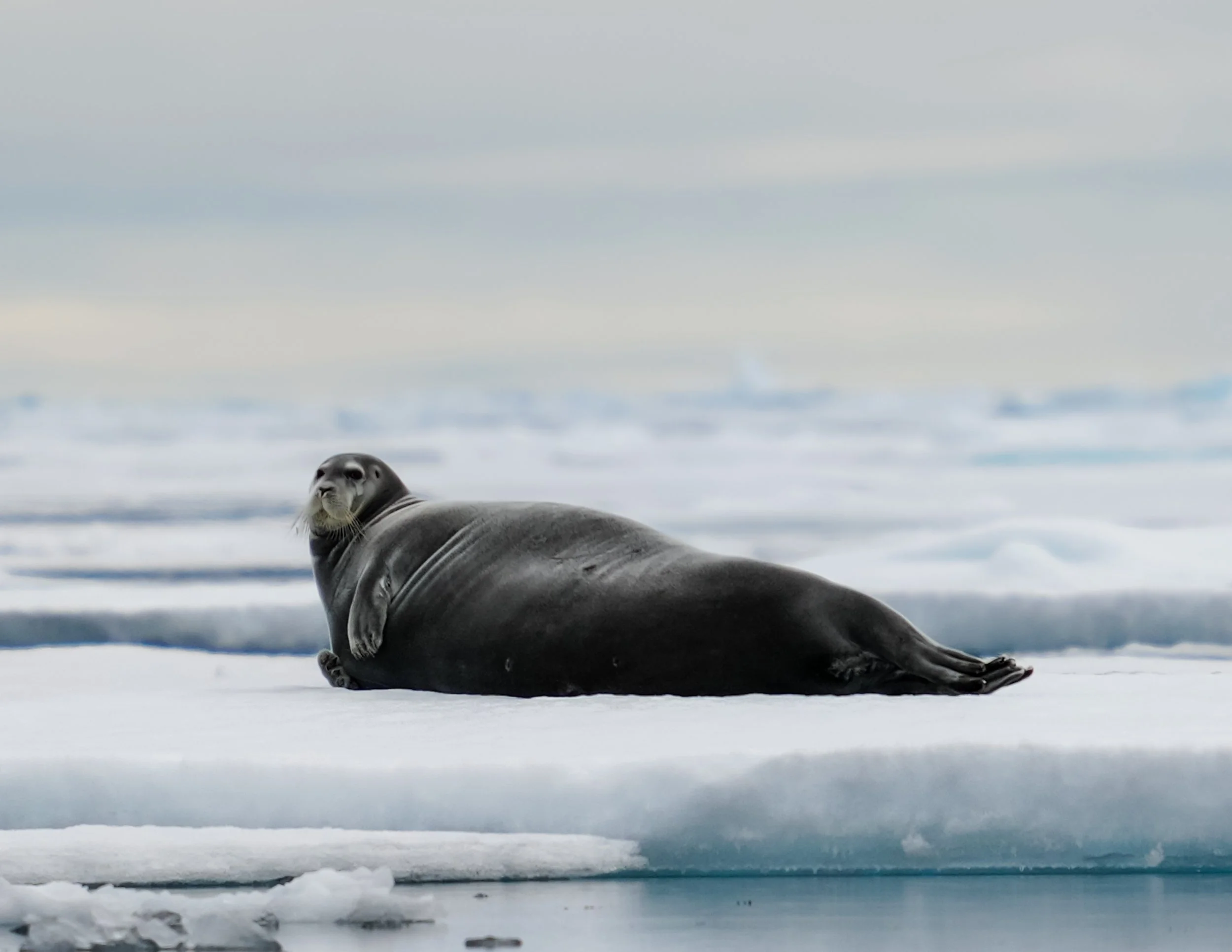 A seal lying on snow and ice in a polar environment with a cloudy sky.