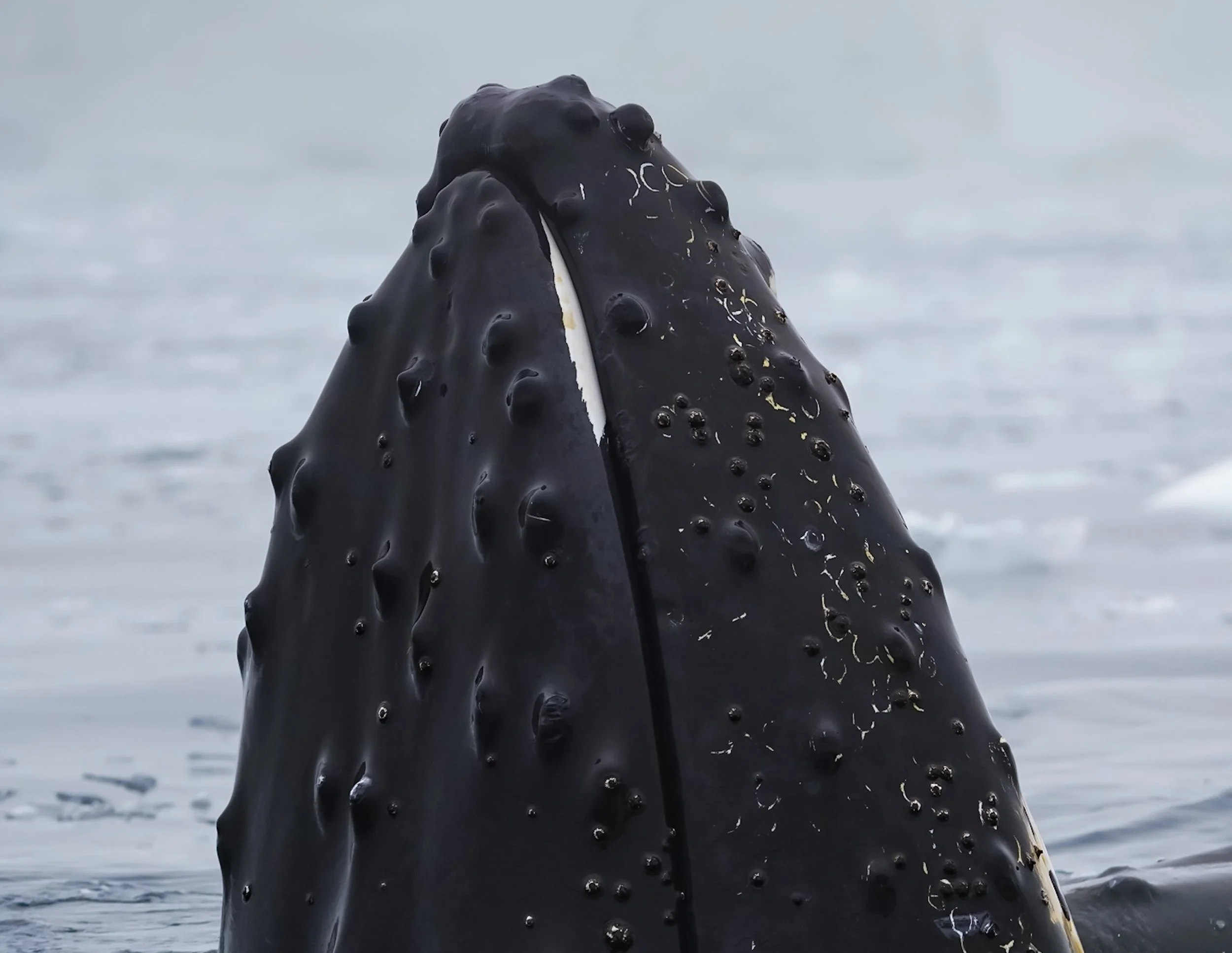 A close-up of a whale's head emerging from the ocean, with water droplets on its skin and cloudy sky in the background.