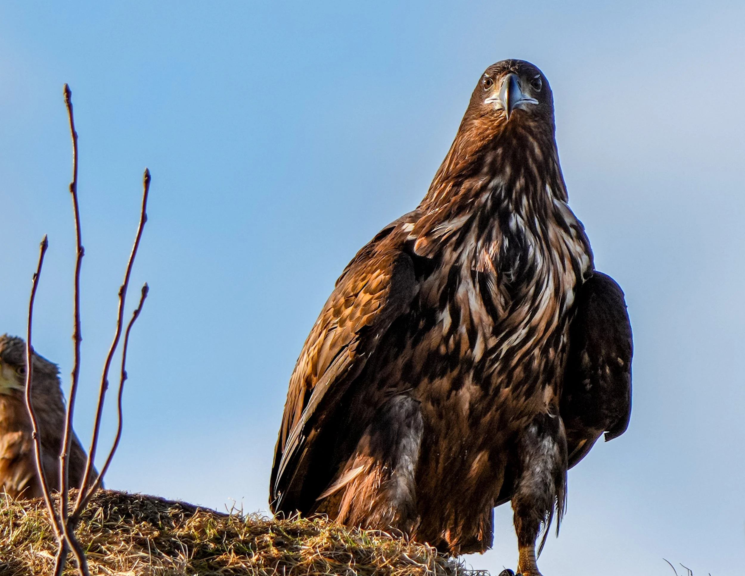 Close-up of a brown and black bird of prey, possibly a hawk or eagle, perched outdoors against a blue sky with some thin, leafless branches nearby.