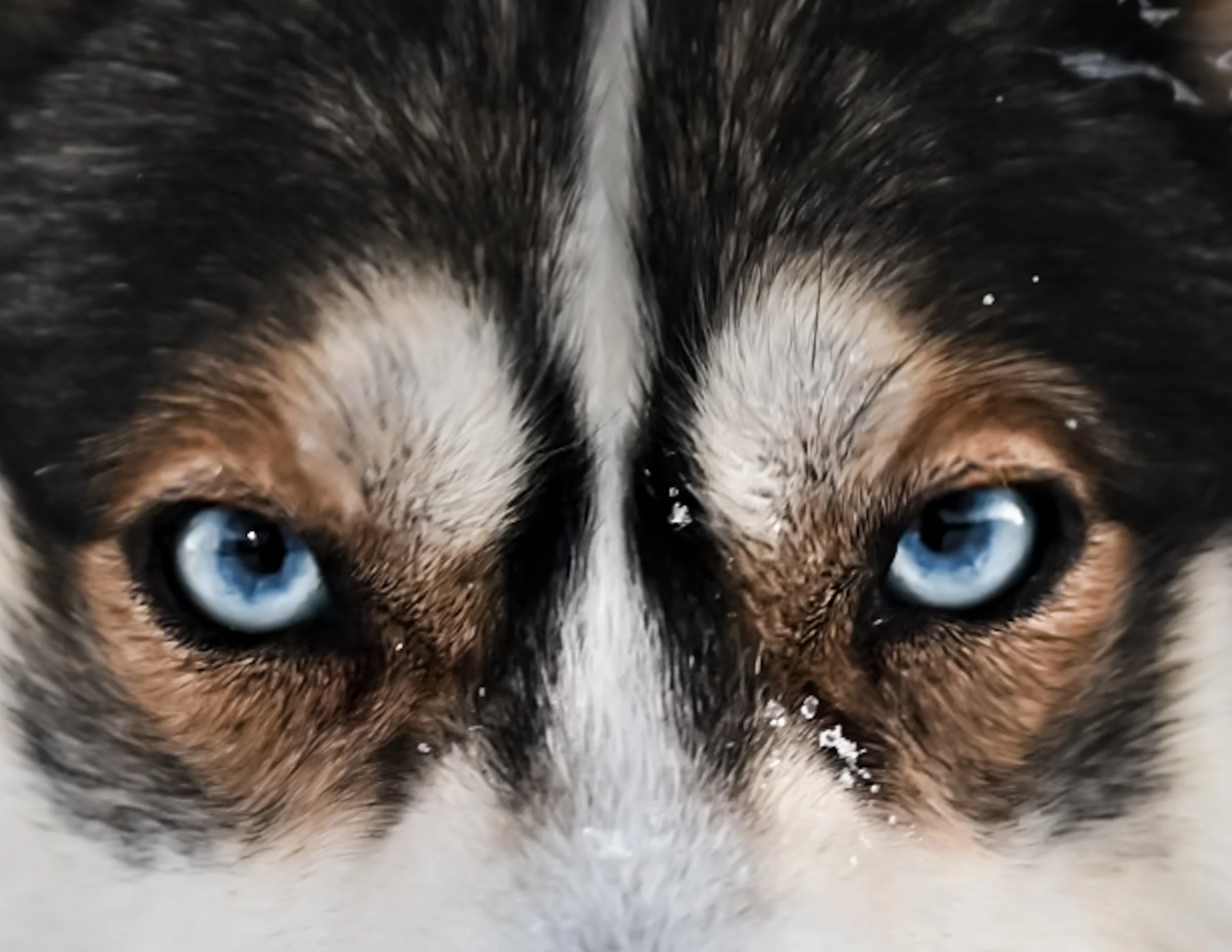 Close-up of a cat's face with blue eyes, focusing on its forehead and nose, with some snow on its fur.
