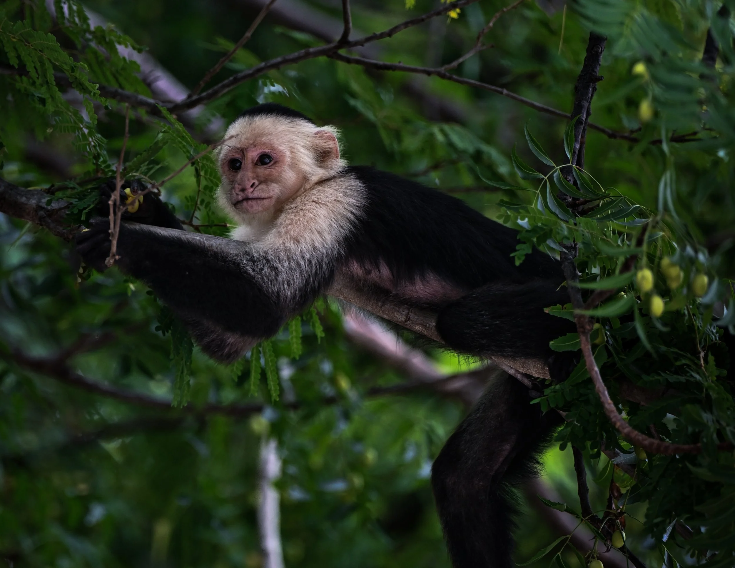 A young monkey with light-colored face and dark fur on its body sitting on a tree branch amidst green leaves.