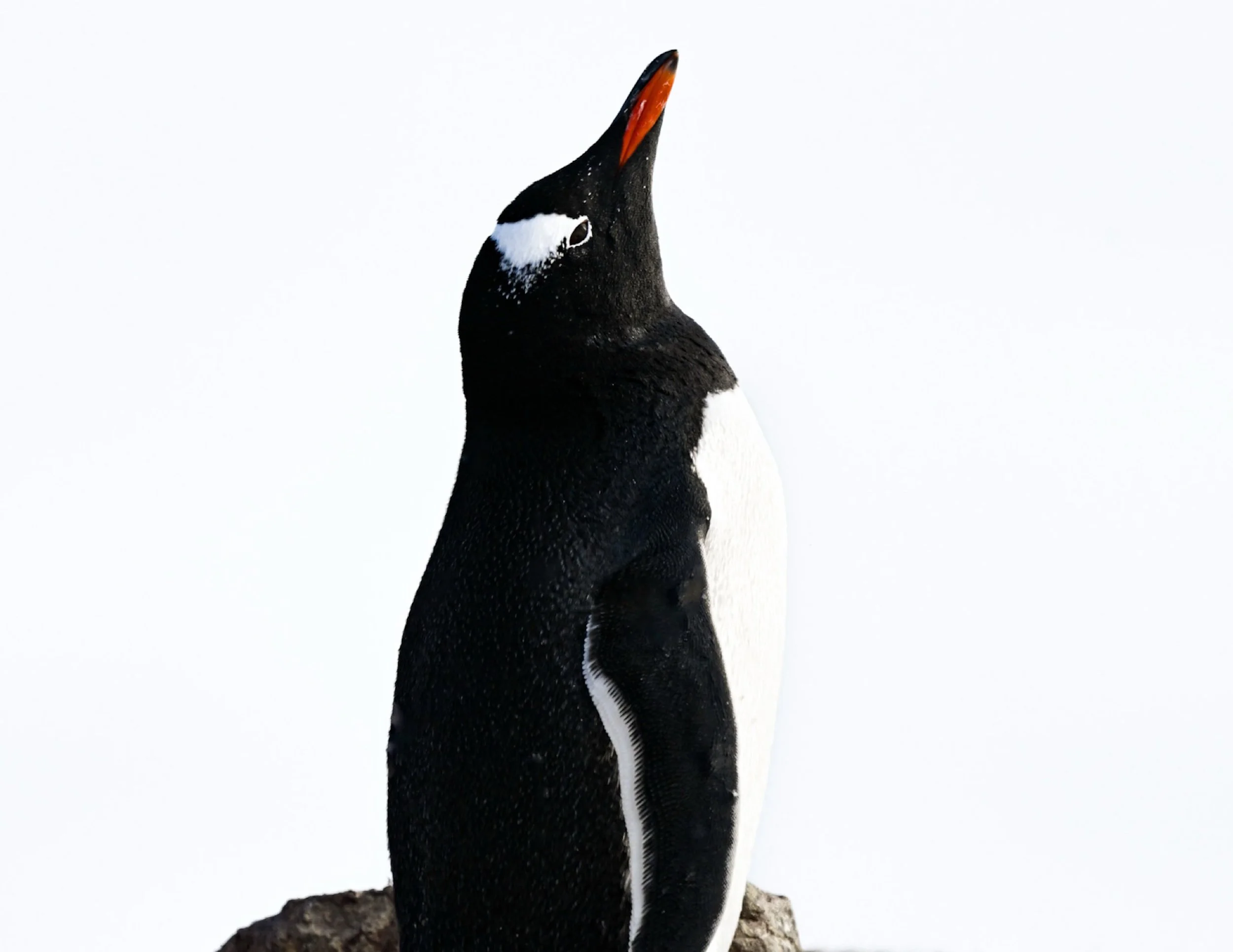A close-up of a penguin with its head tilted upward against a white background, showing black and white feathers and an orange beak.