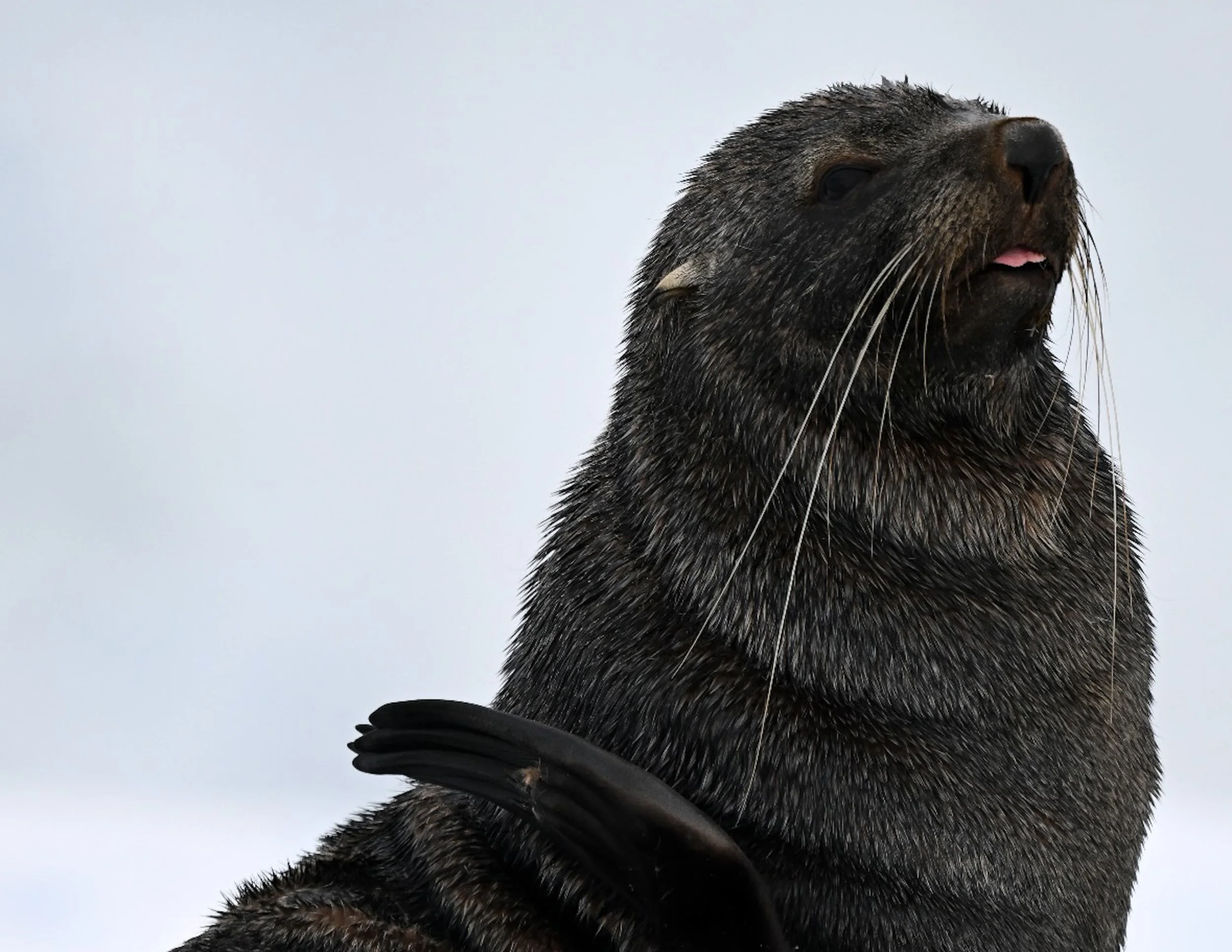 Close-up of a seal with dark wet fur, whiskers, and closed eyes, sitting on a black surface against a gray sky.