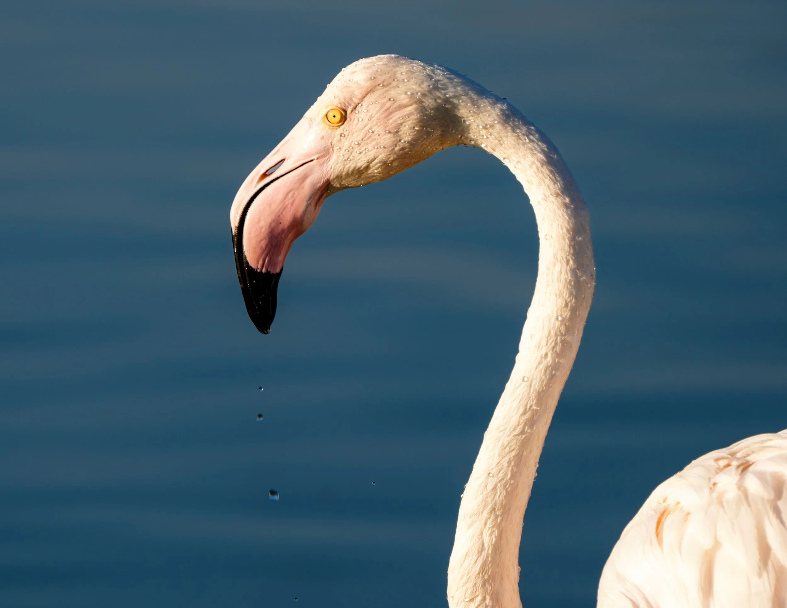 Close-up of a flamingo's head and neck with water droplets, against a blue background.