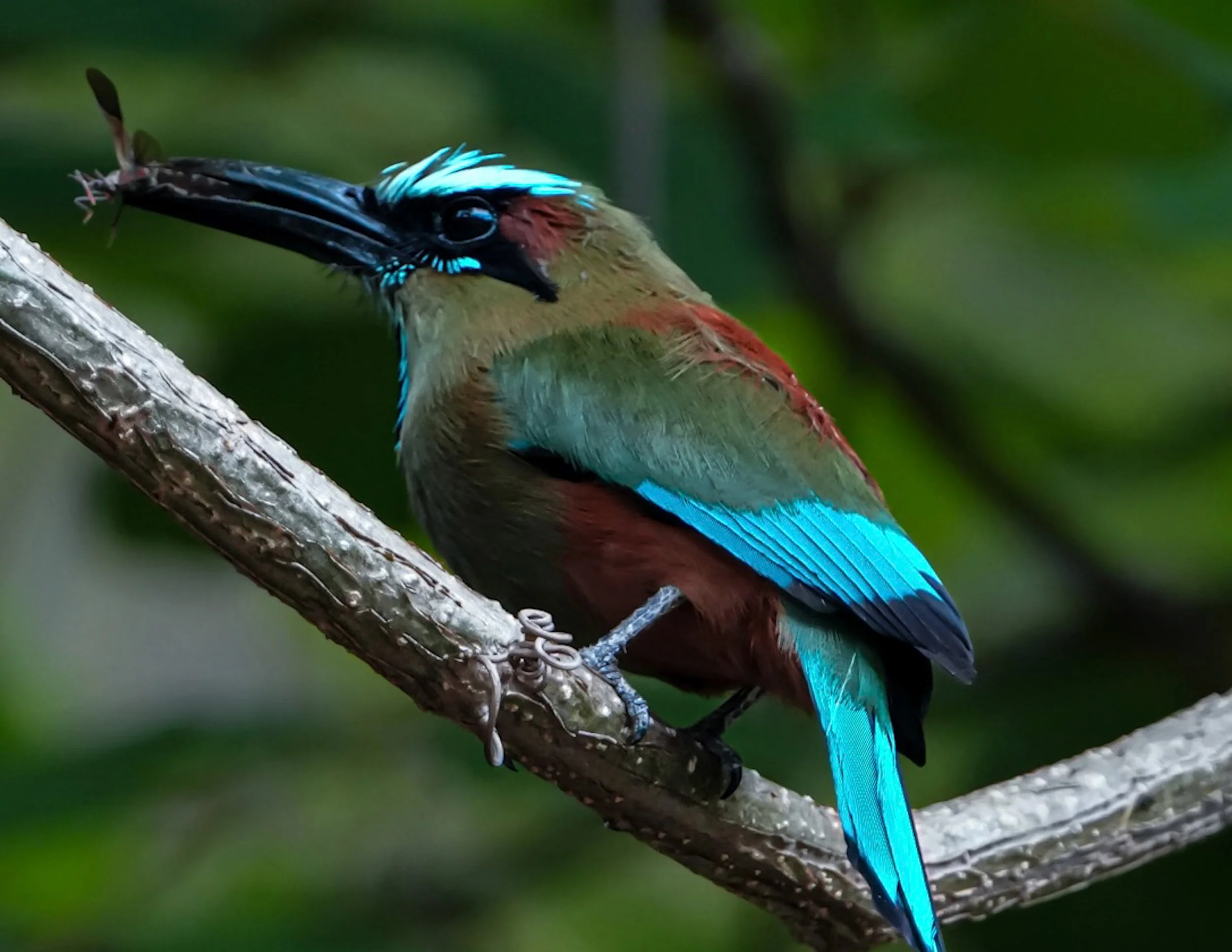 Colorful bird with a bright blue tail and a mix of brown, red, and blue feathers perched on a branch in a green forest.
