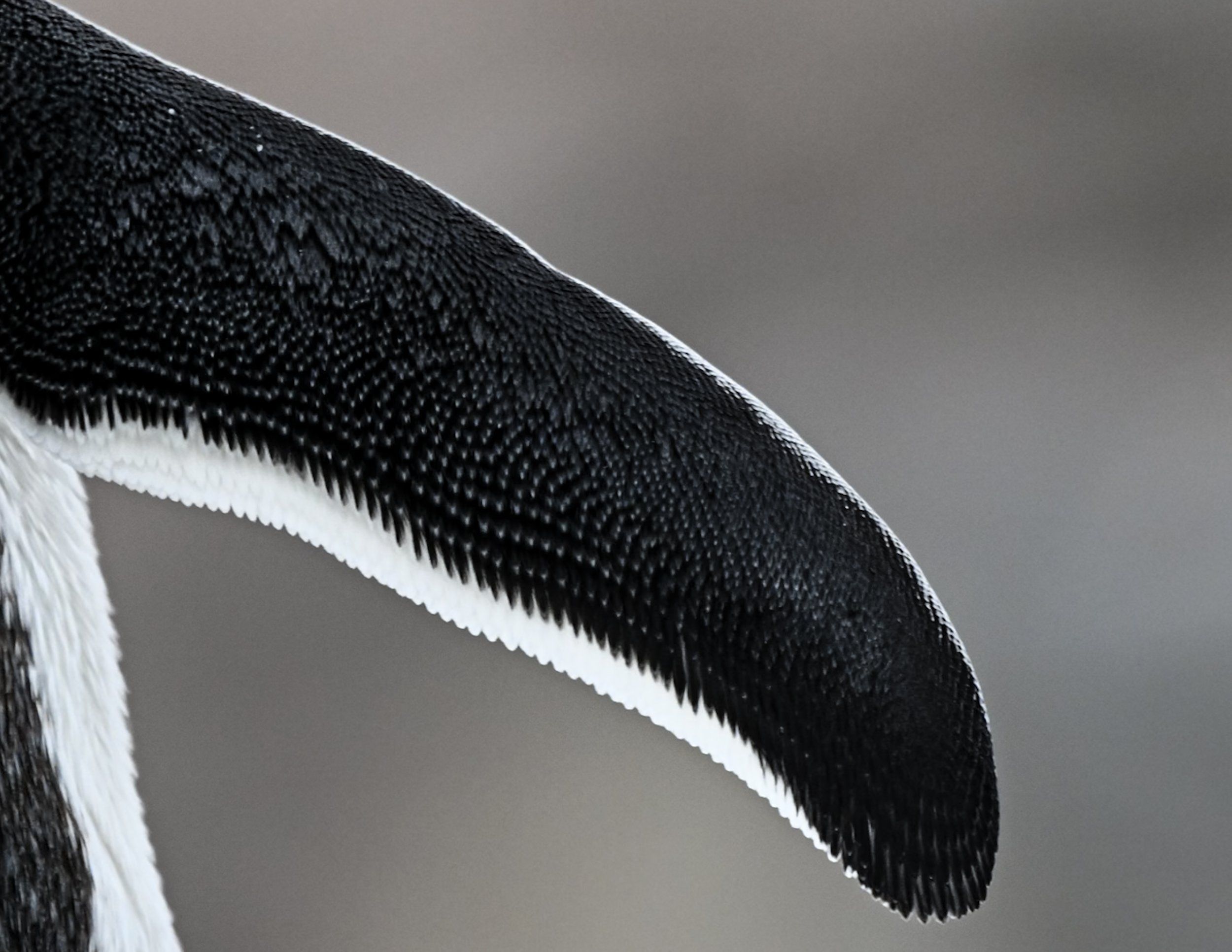 Close-up of a penguin's black and white feathered wing against a gray background.