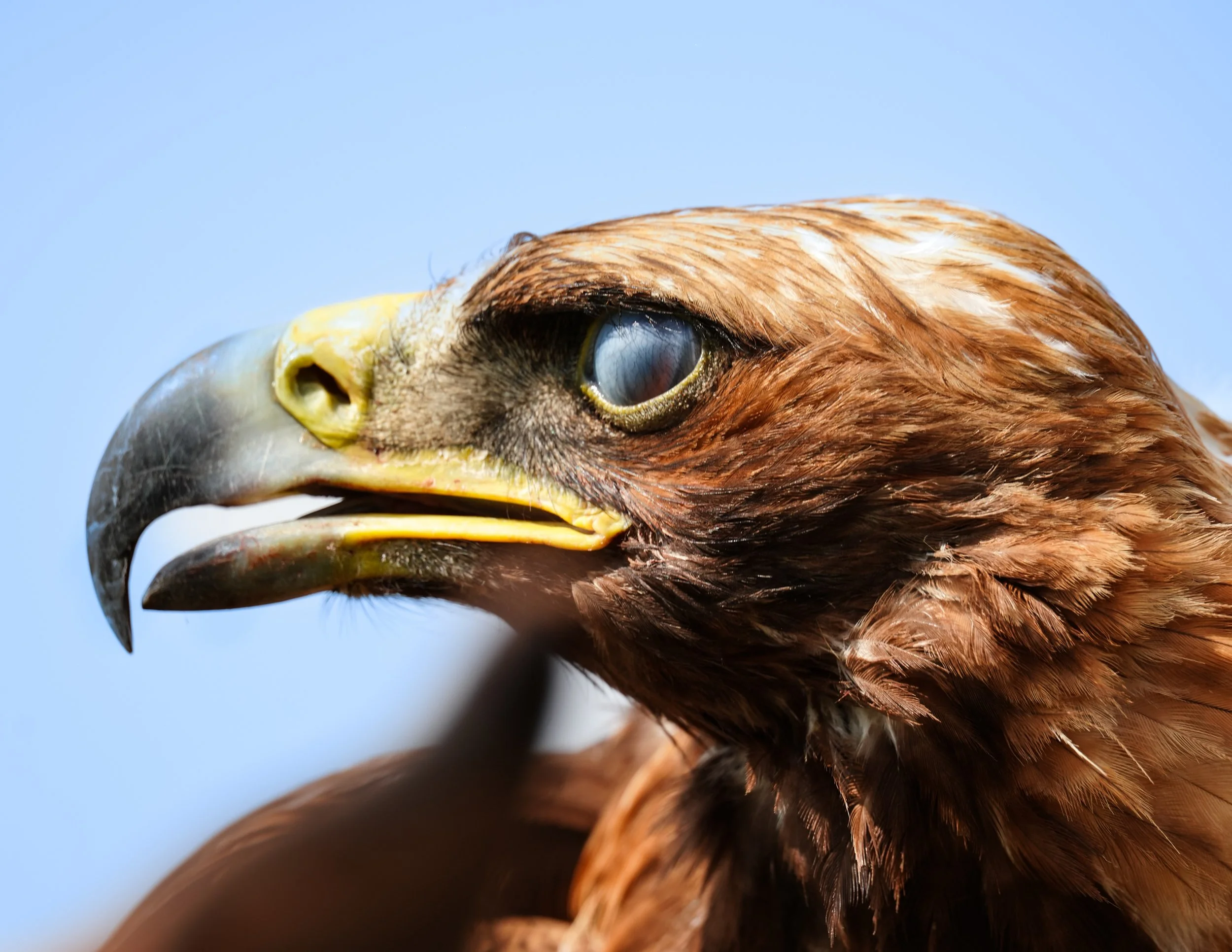 Close-up of a bird of prey's head, showing its beak, eye, and detailed brown feathers.