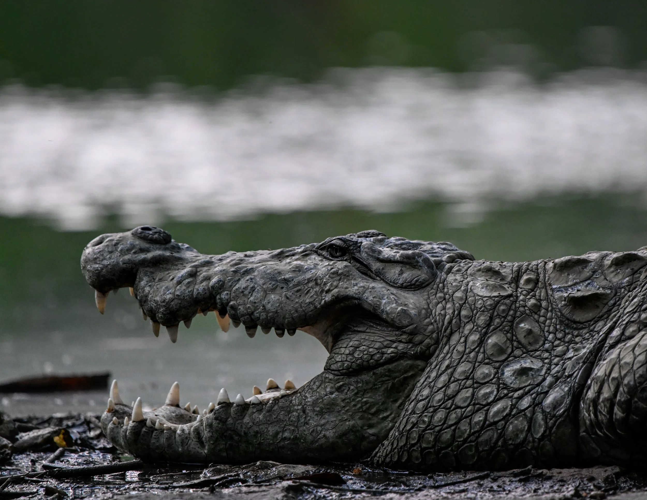 Close-up of a crocodile's head with open mouth showing sharp teeth, on a wet muddy surface with blurred water and greenery in background.