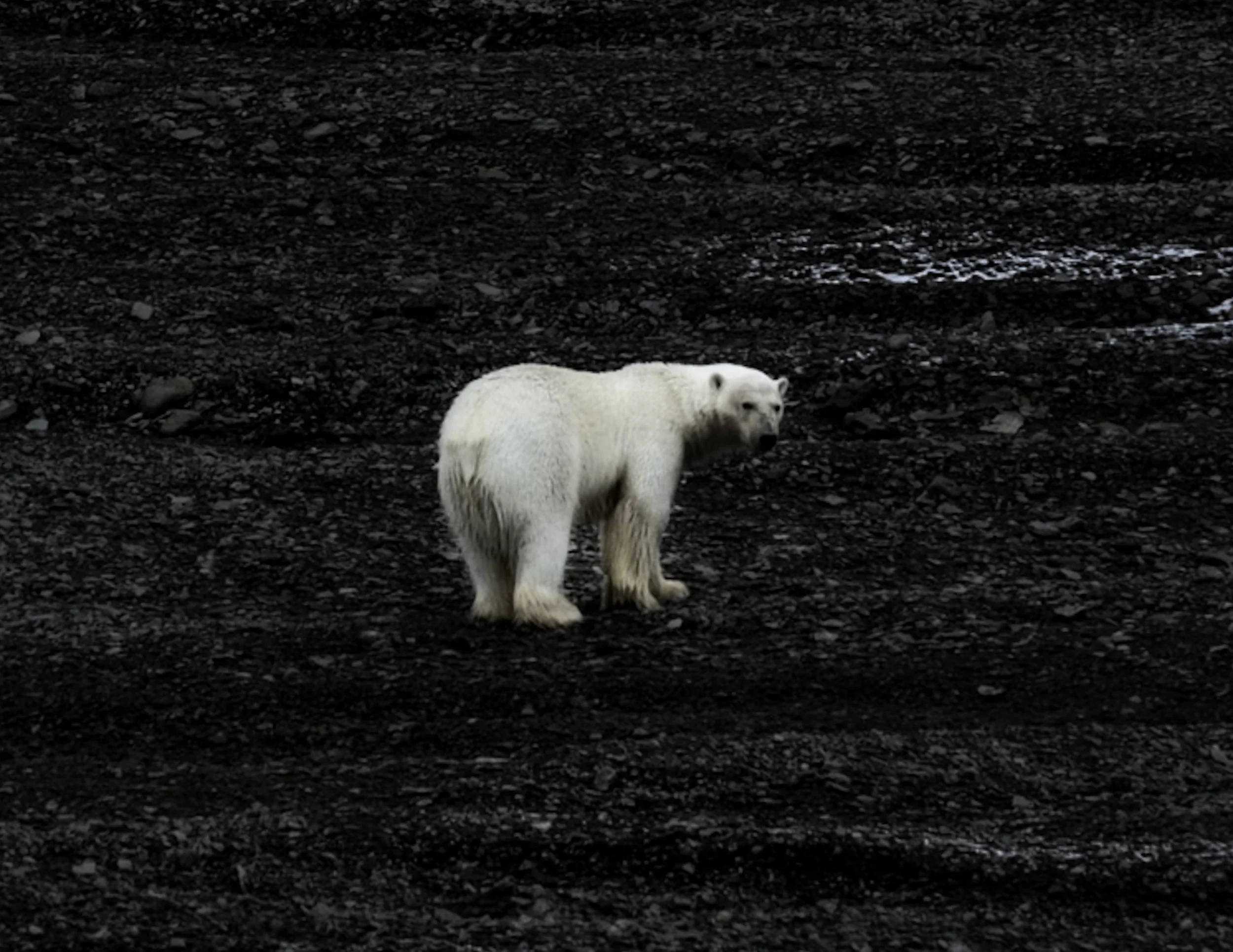 A white polar bear walking on black volcanic rocks with patches of snow.