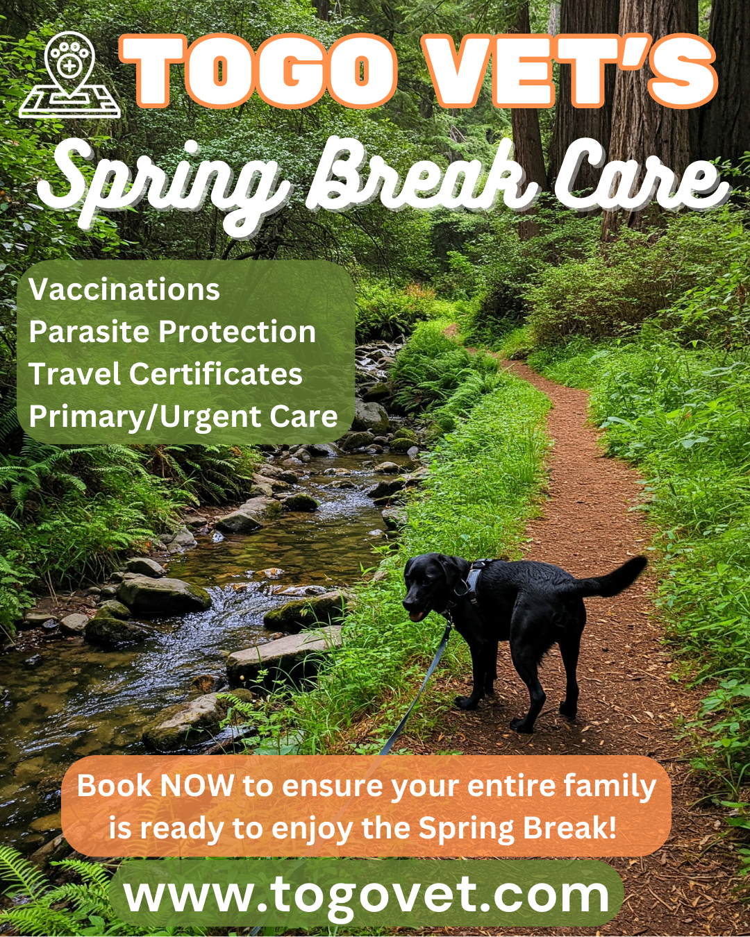 Ready for Spring Fun? SF Bay Area Dog Safety Tips for Outdoor Adventures (2025 ToGo Vet Guide)