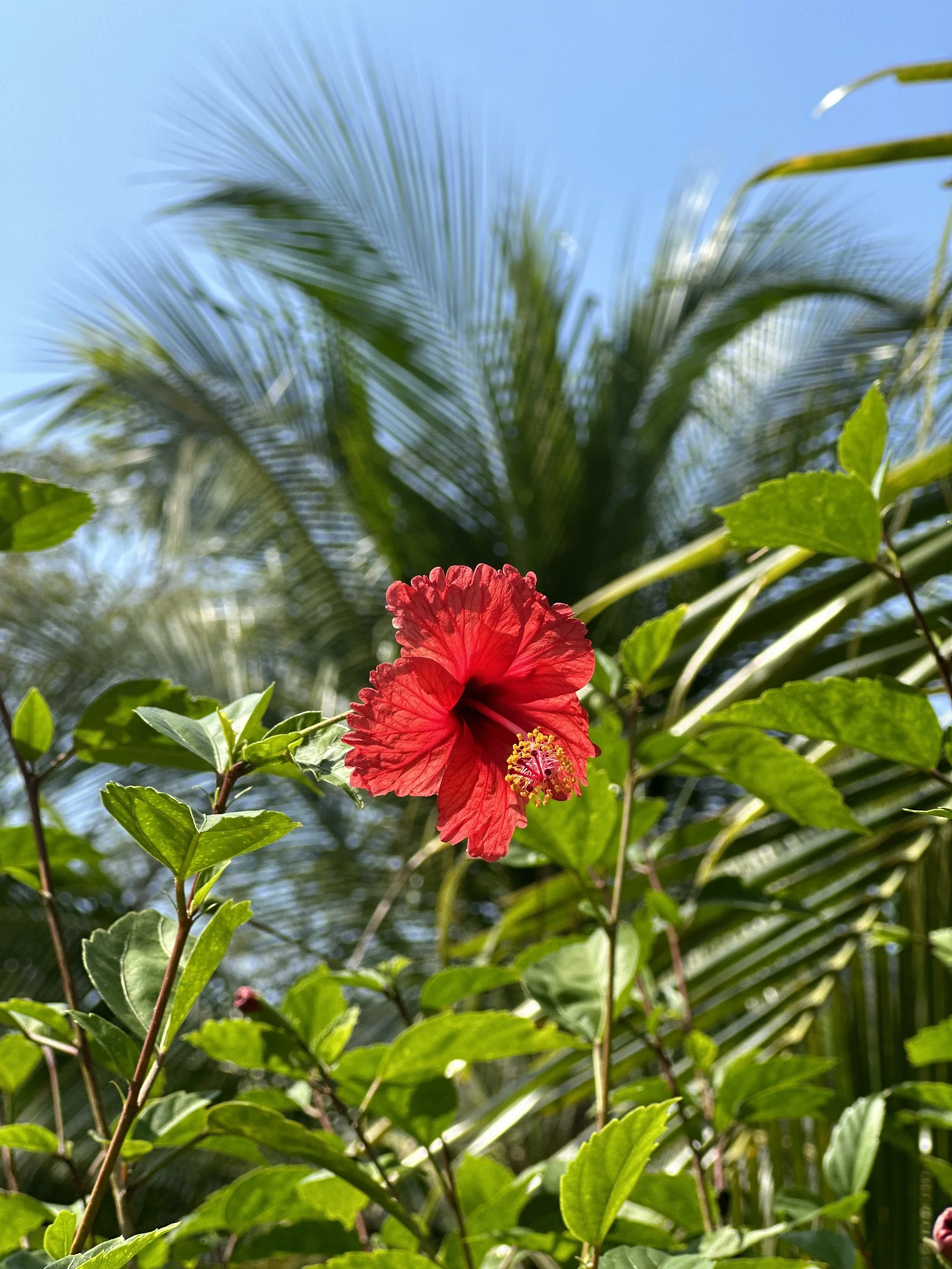 5 Ways Plant Medicine Changed My Life
