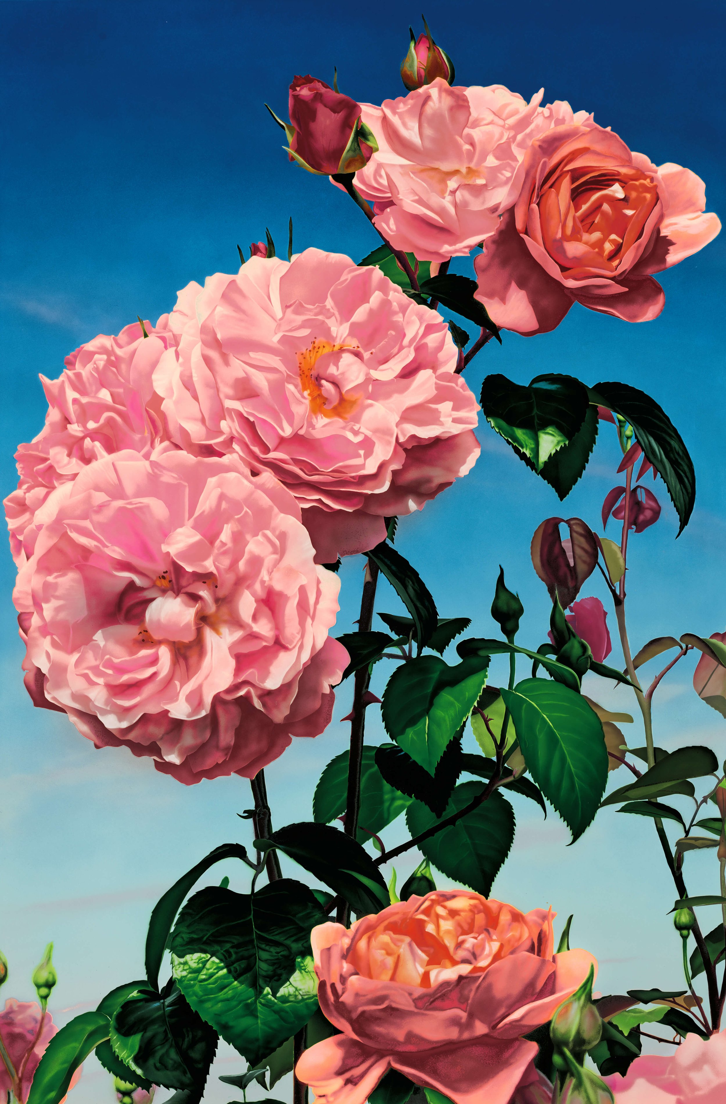 Phaidon’s The Rose Book – A Celebration of Nature’s Most Iconic Flower