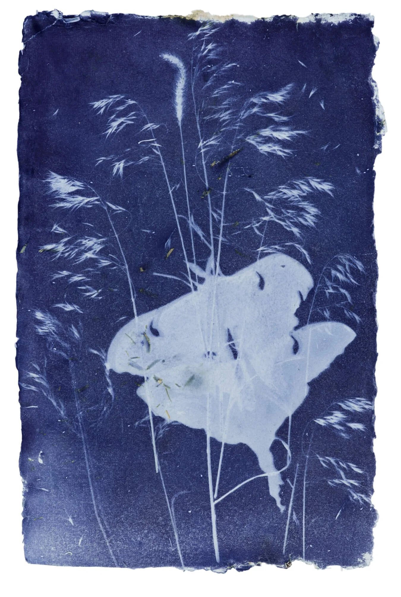 Podwoiski_Garden_Ghosts_Cyanotype.jpg