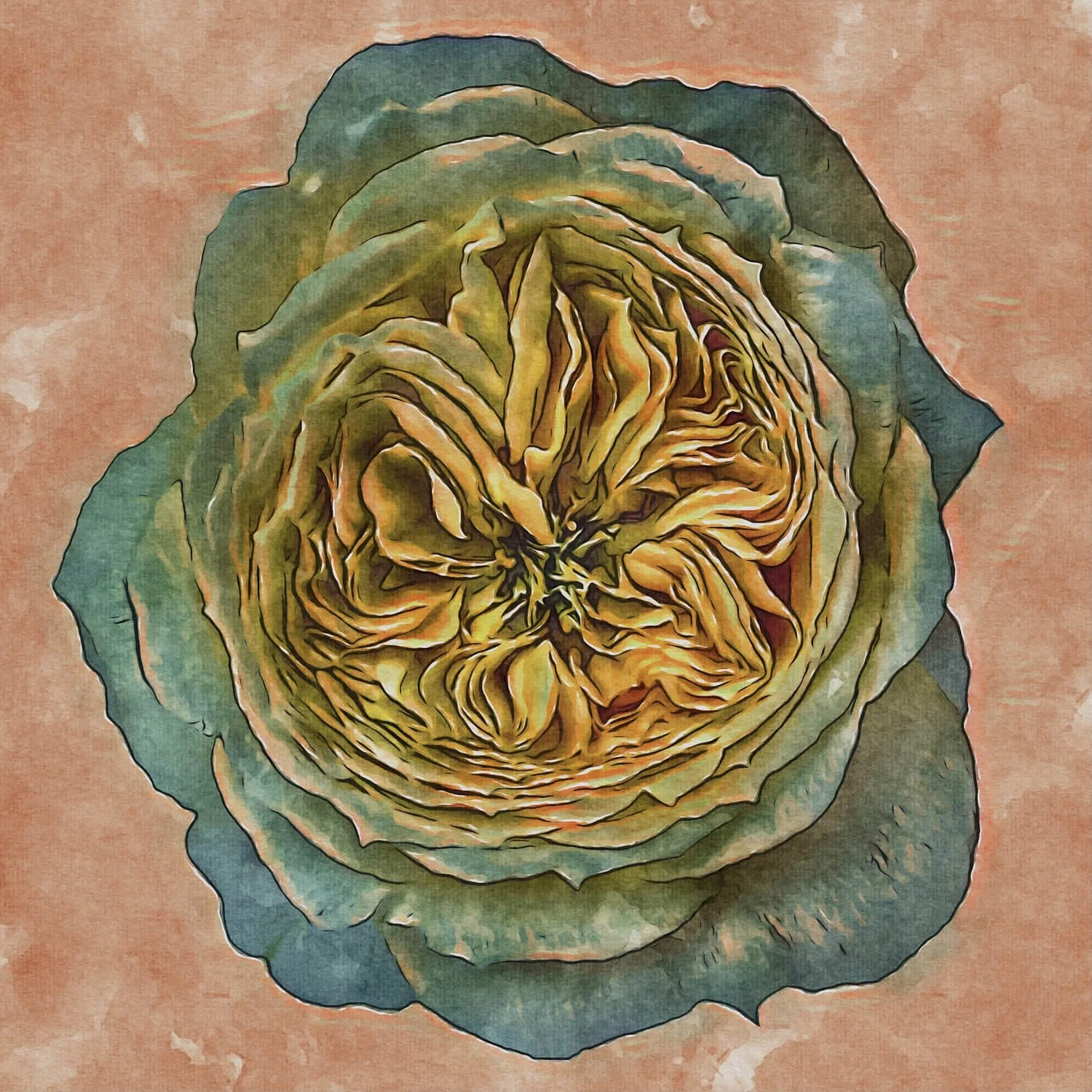 rare_rose_01.jpg