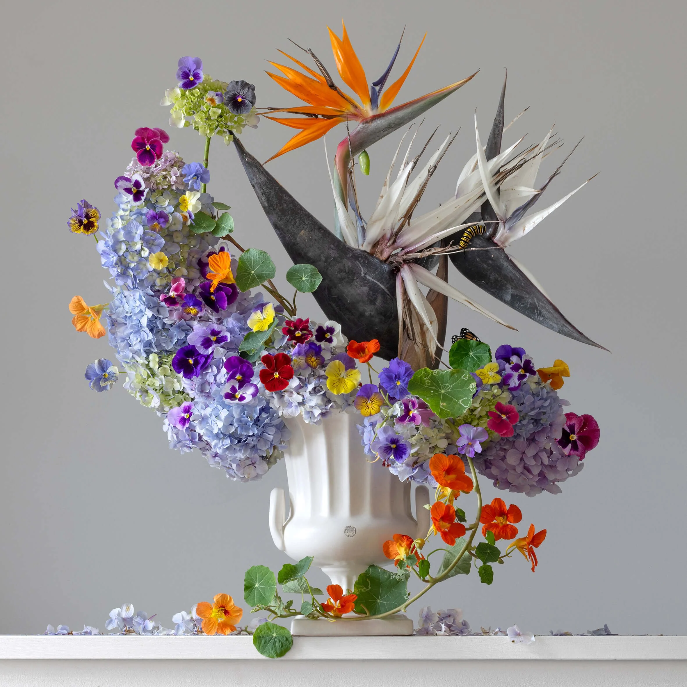 Bird_Of_Paradise.jpg