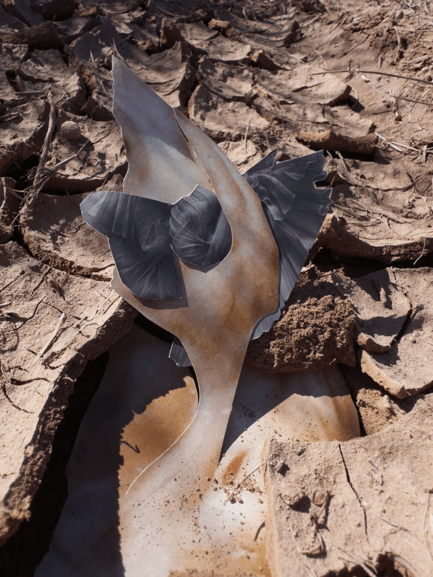 Andrea_Lewicki_We_Were_Made_to_Flutter_in_Open_Air_Ecstasy_temporary_locative_collage.png