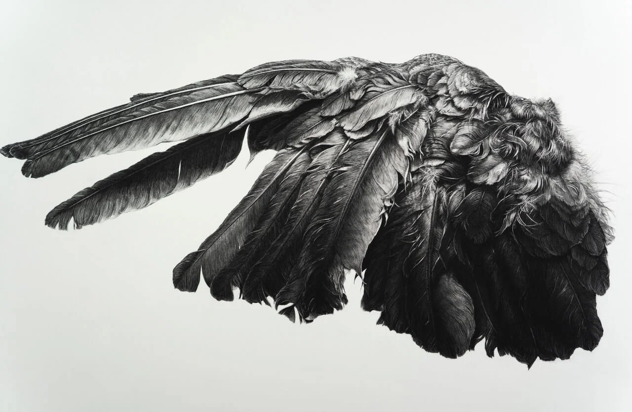 clippedwing.jpeg