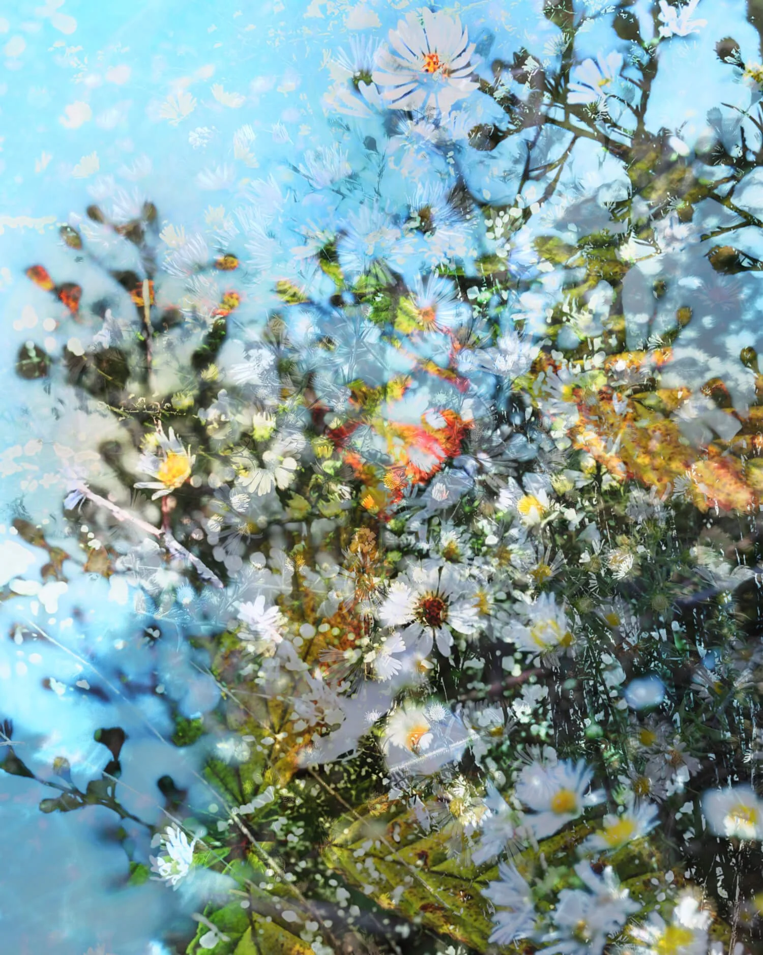chamomile.jpg