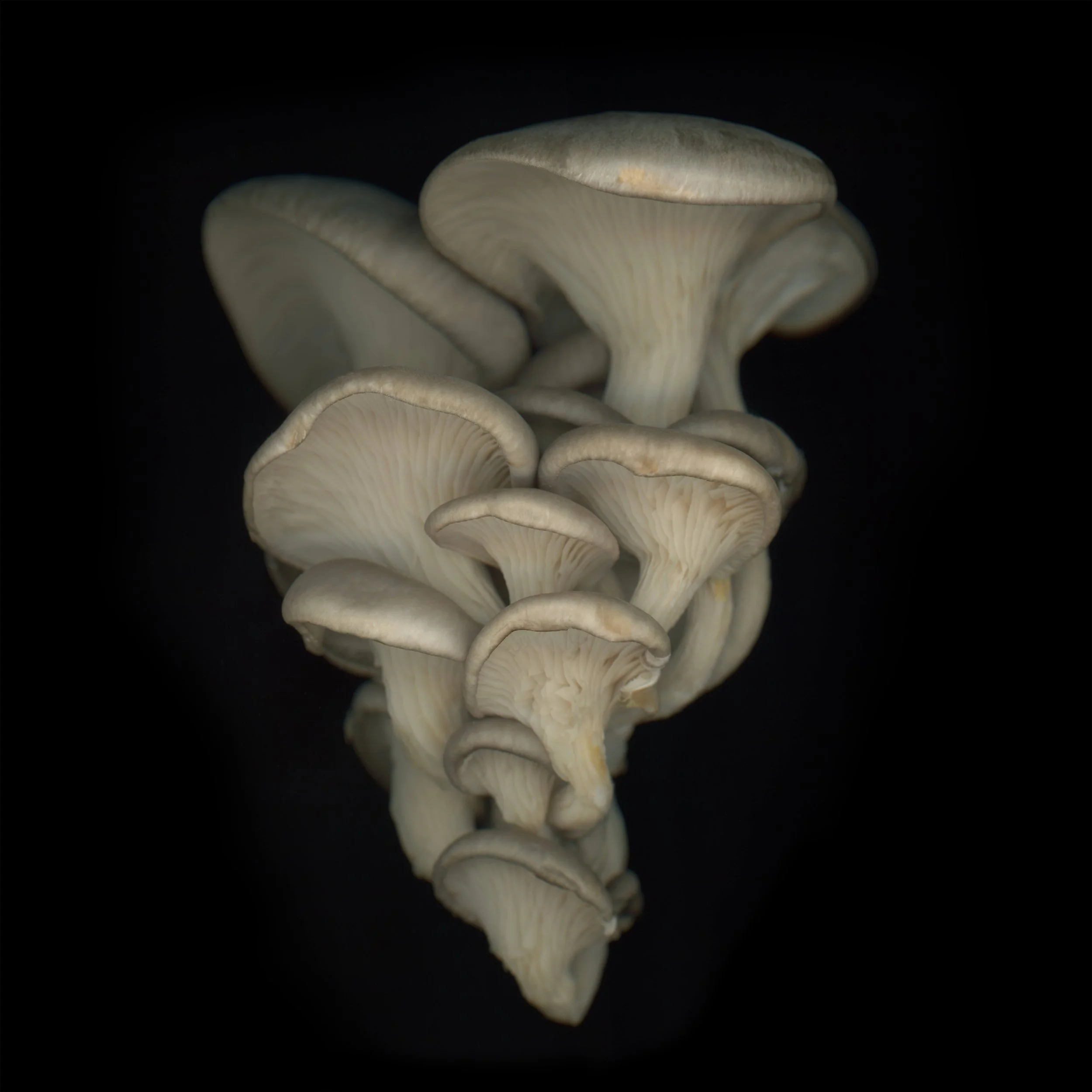 02-Oyster_Mushrooms-Tamarkin.jpg
