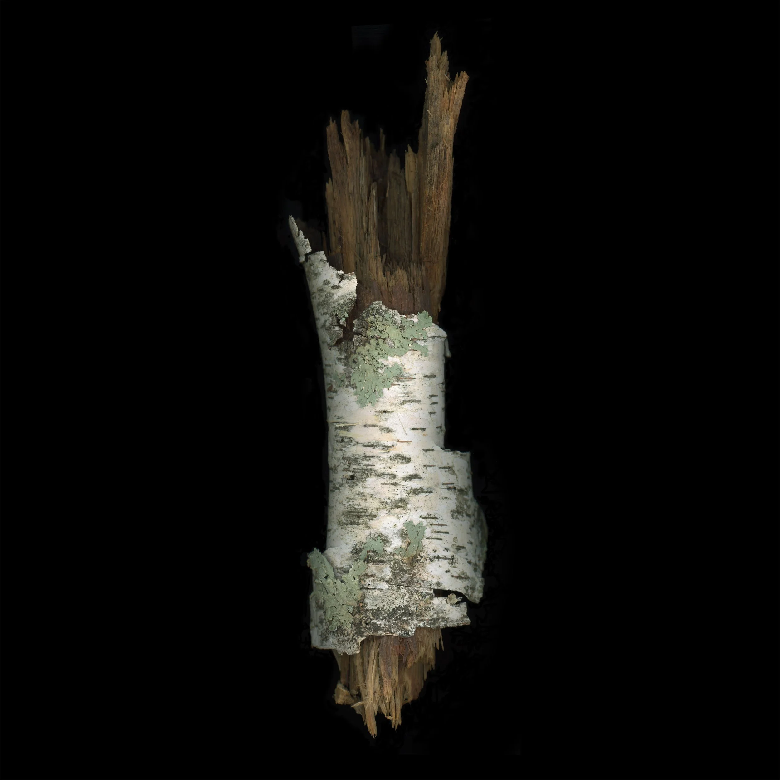 01-Birch_Branch-Tamarkin.jpg