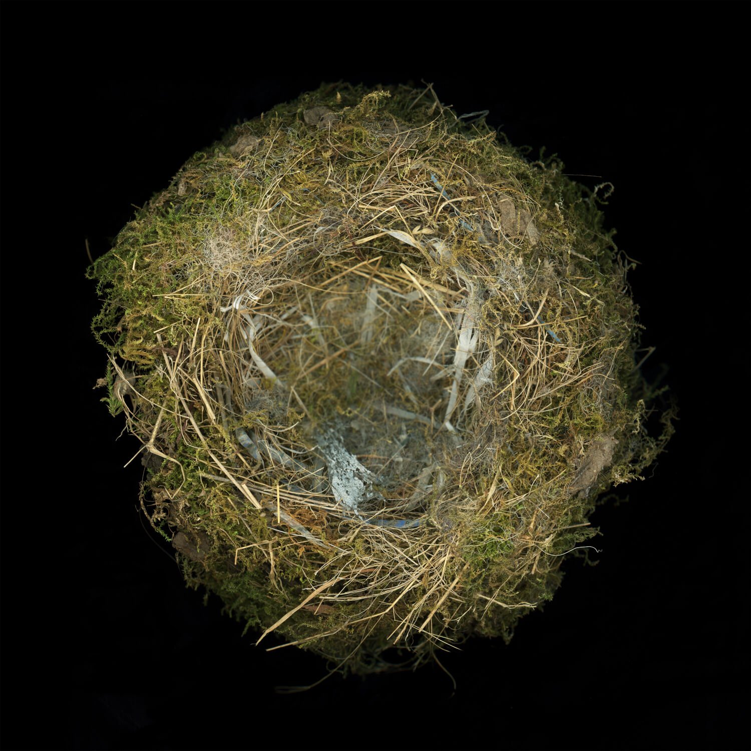 03-Eastern_Phoebe_Nest-Tamarkin.jpg