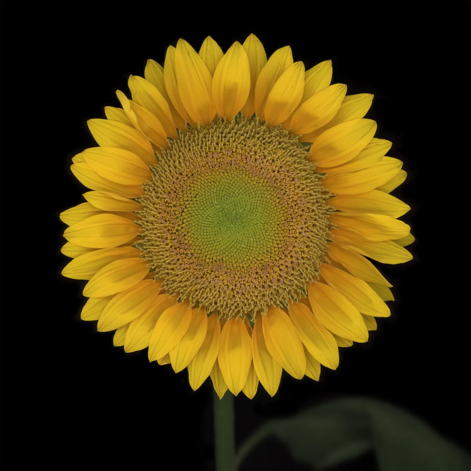 04-Sunflower-Tamarkin.jpg