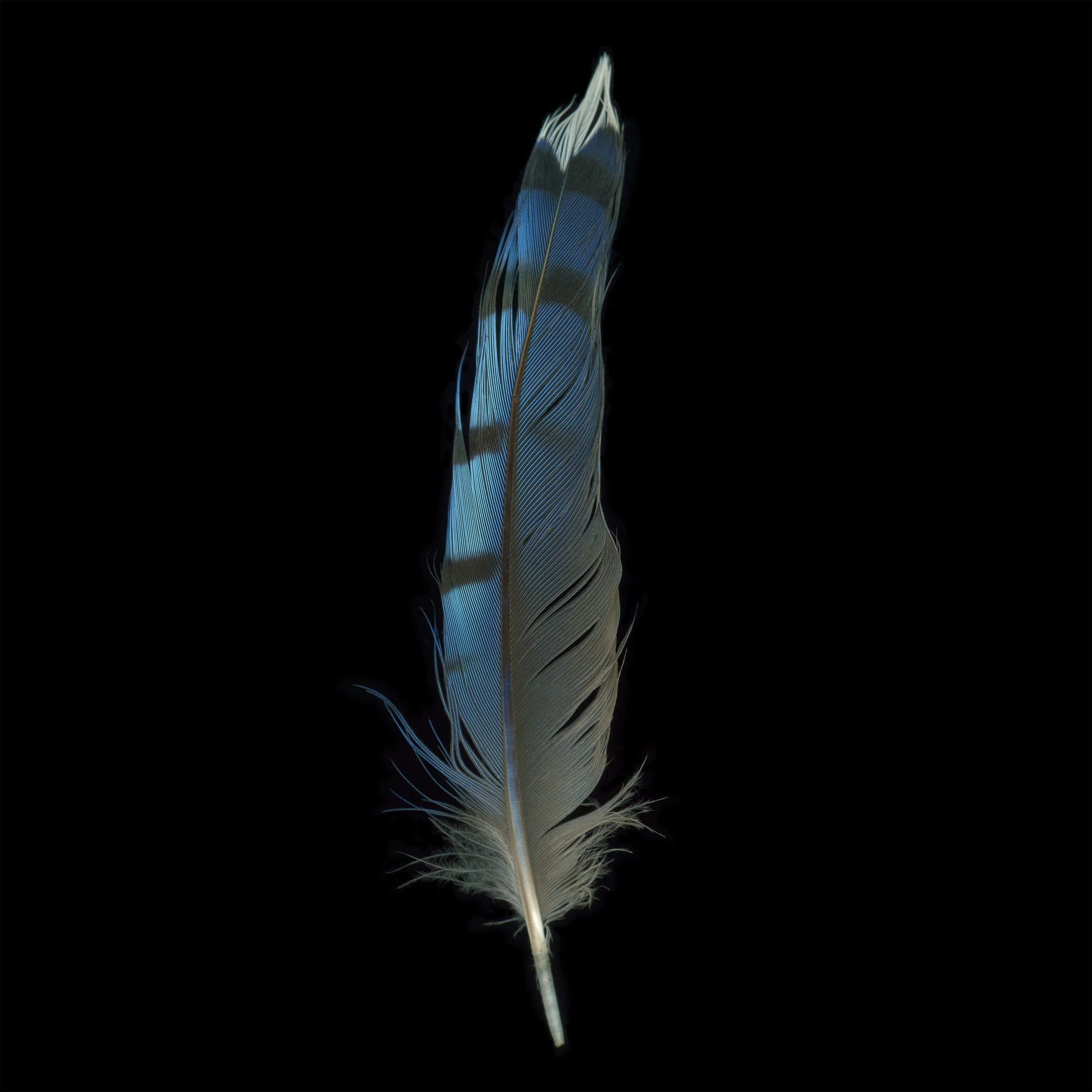 05-Blue_Jay_Feather-Tamarkin.jpg