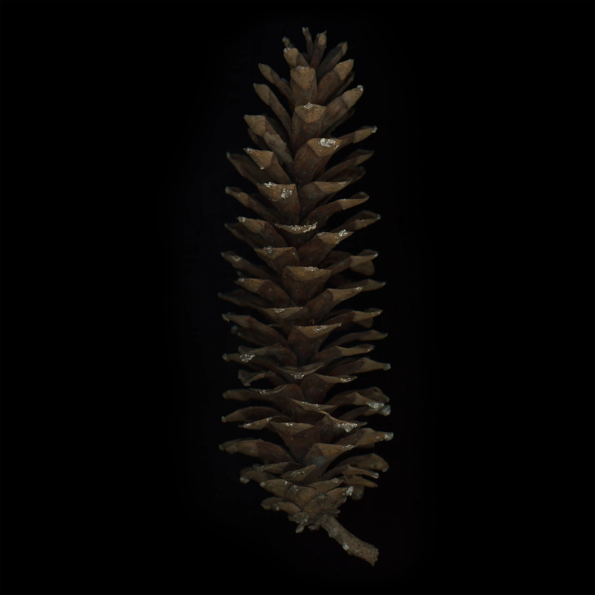 06-Eastern_White_Pine_Cone-Tamarkin.jpg