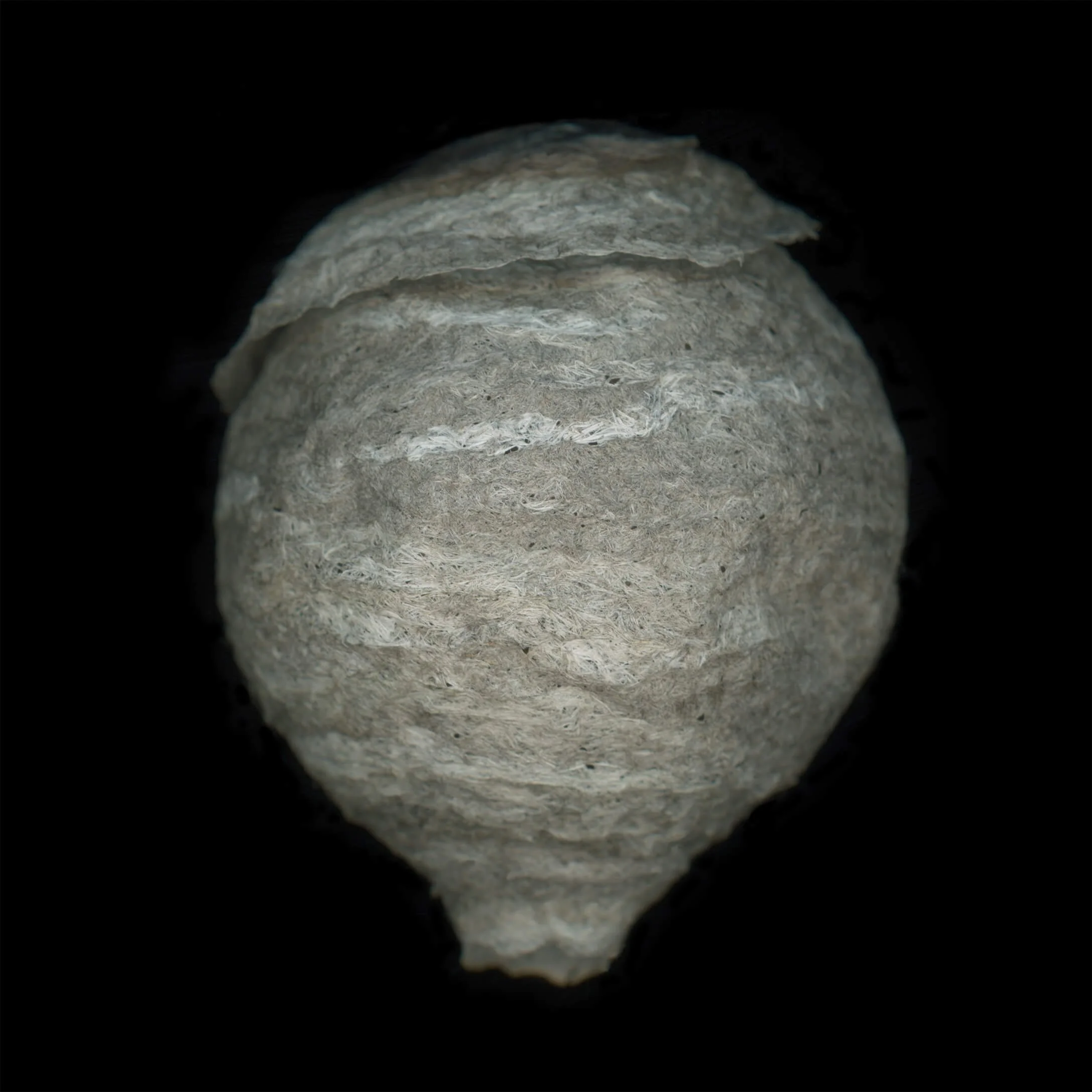 07-Wasp_Nest-Tamarkin.jpg