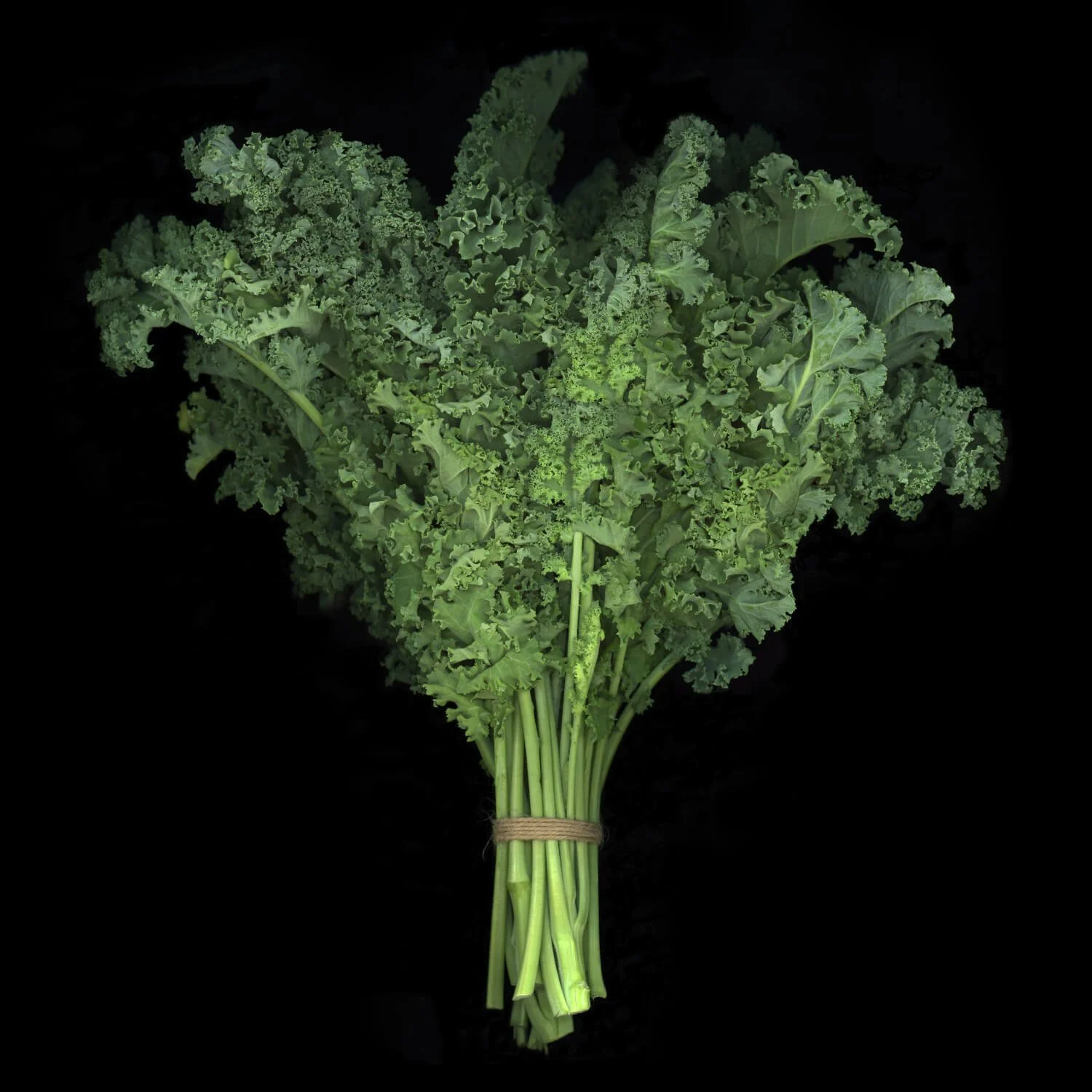 09-Curled_Kale-Tamarkin.jpg