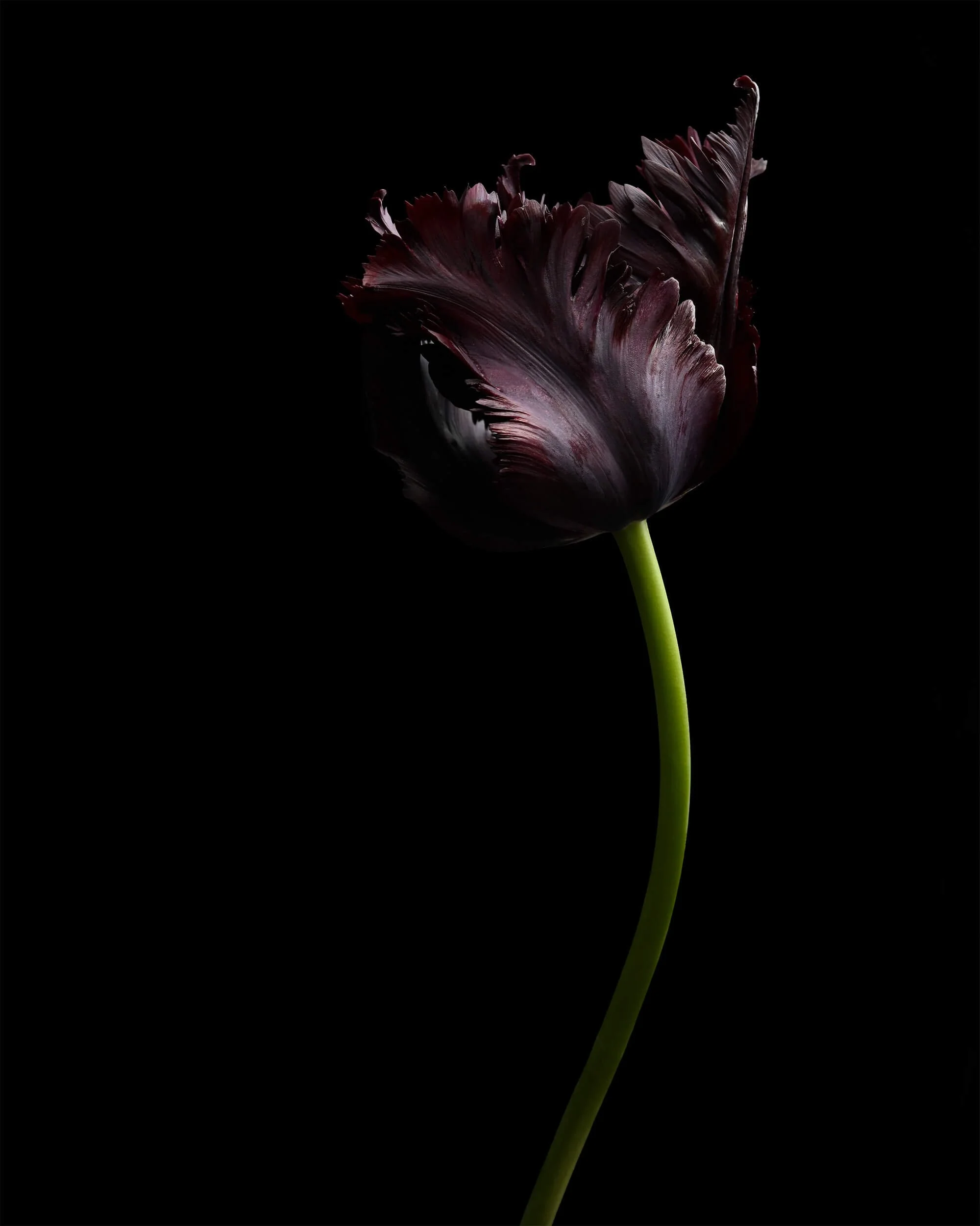 Carmen_Vranau_-_Nocturne_II.jpg