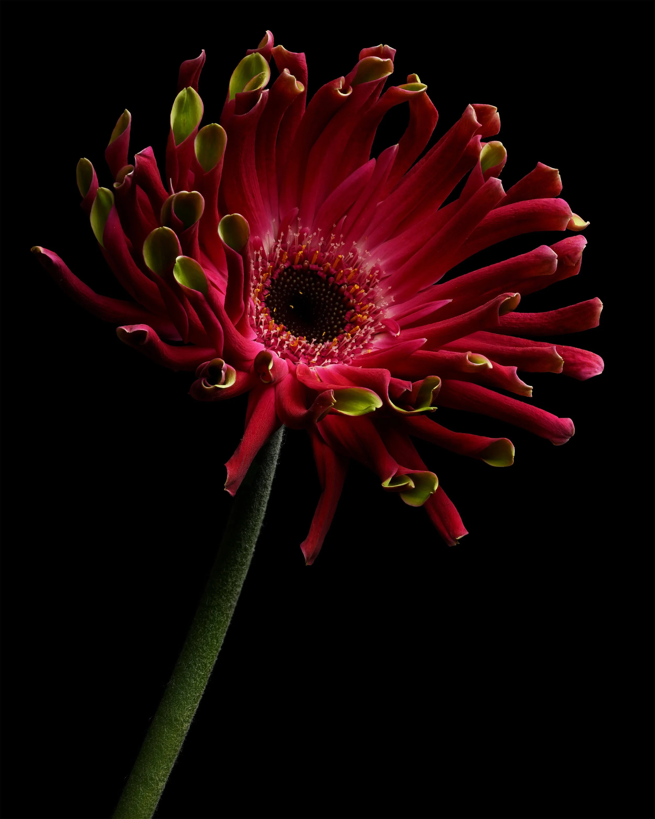 Carmen_Vranau_-_Gerbera_II.jpg