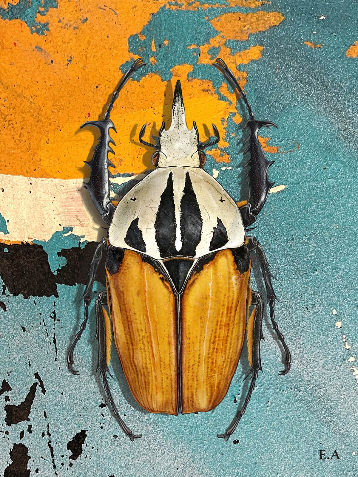 evi_antonio_african_beetle.jpg