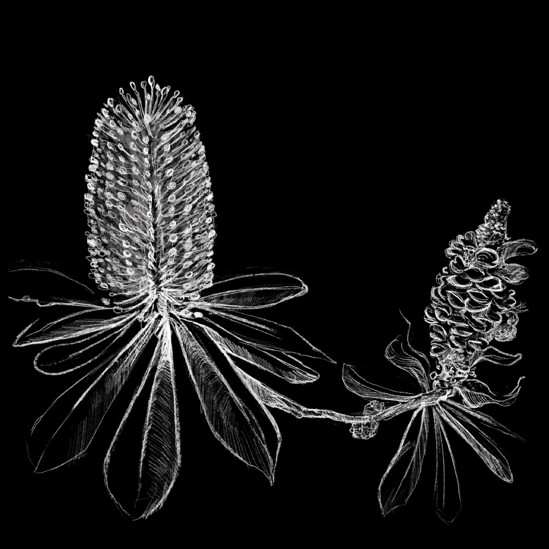 black and white illustration of Banksia for interpretive signage at Gasworks Arts Park in Melbourne