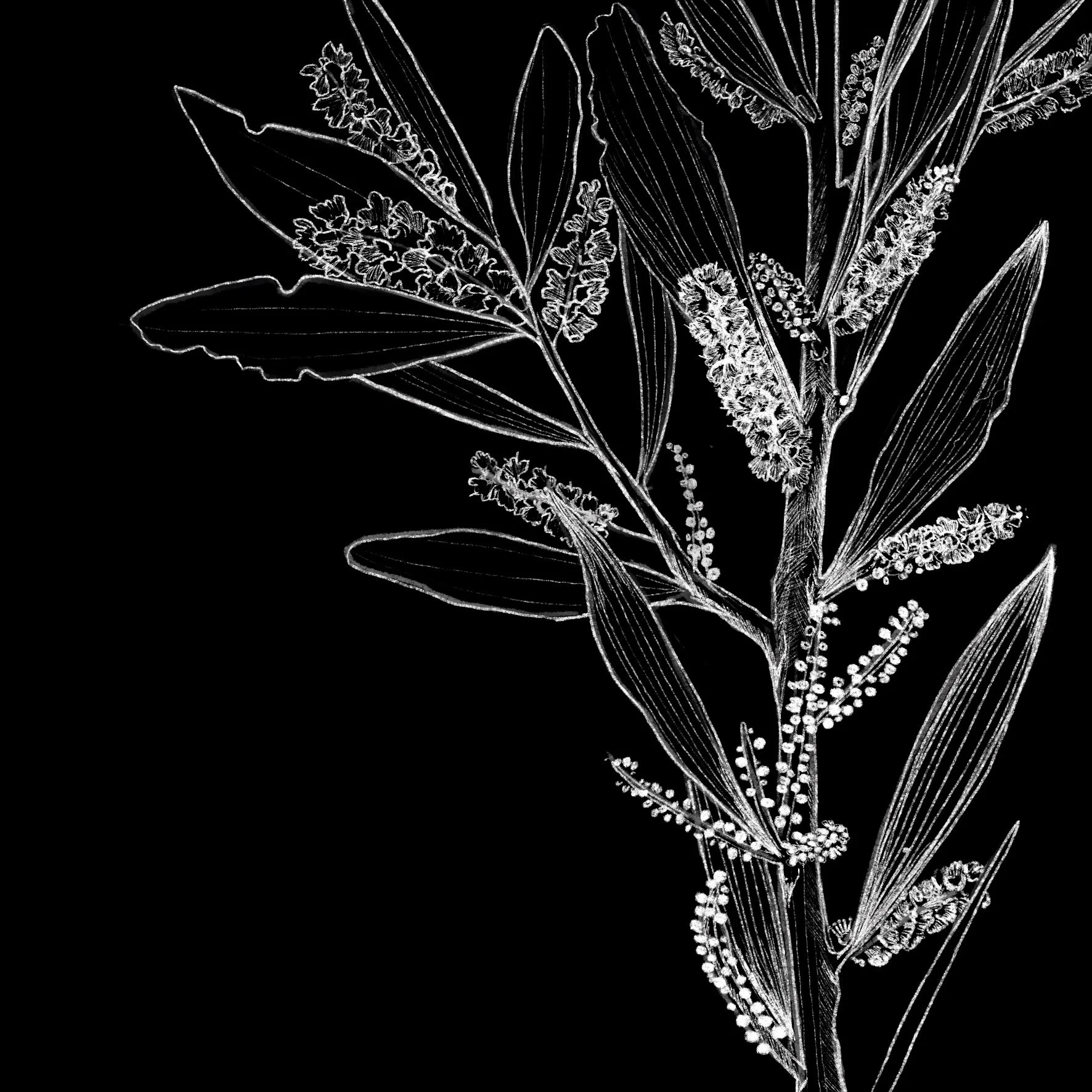 black and white illustration of Acacia for interpretive signage at Gasworks Arts Park in Melbourne