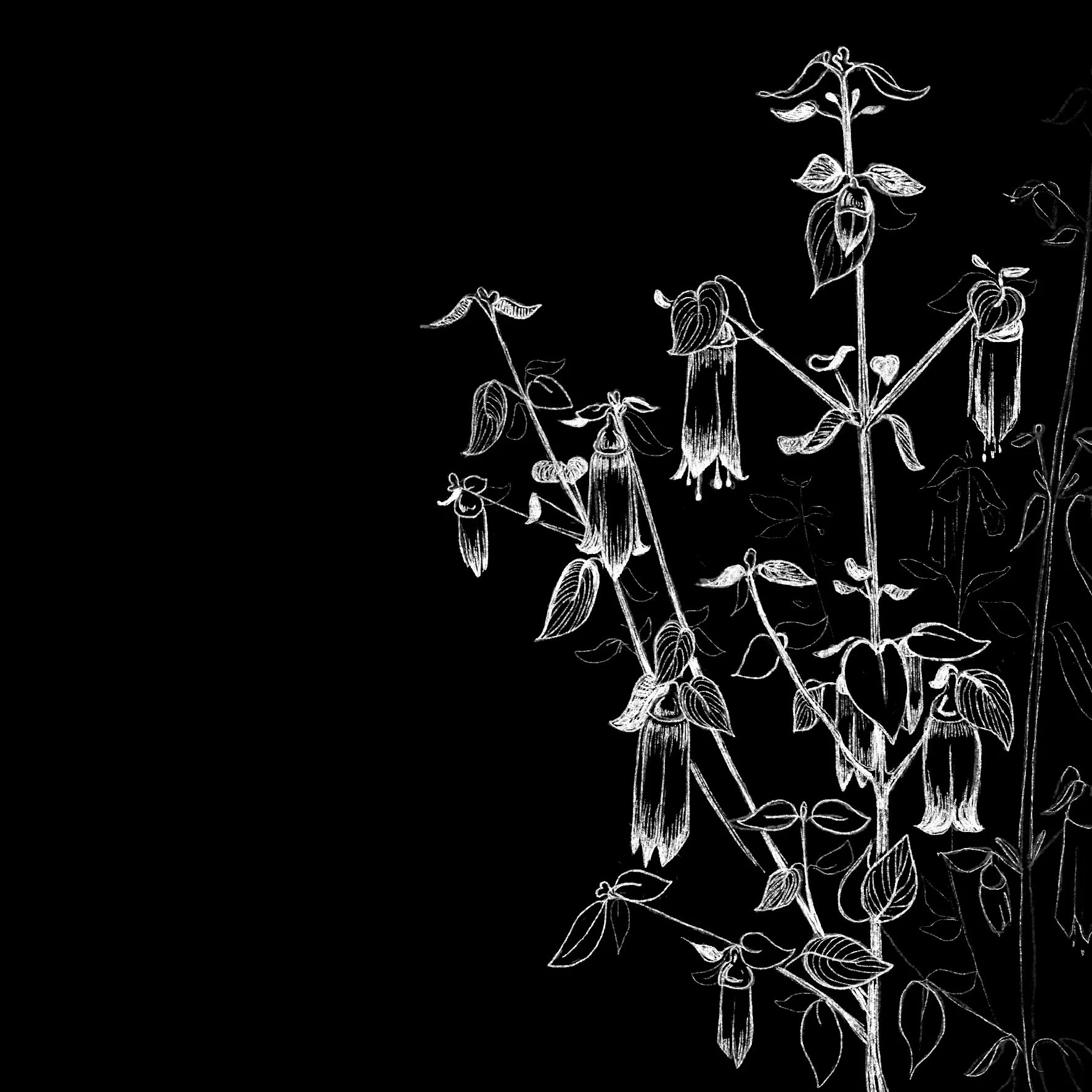 black and white illustration of Correa Reflexa for interpretive signage at Gasworks Arts Park in Melbourne