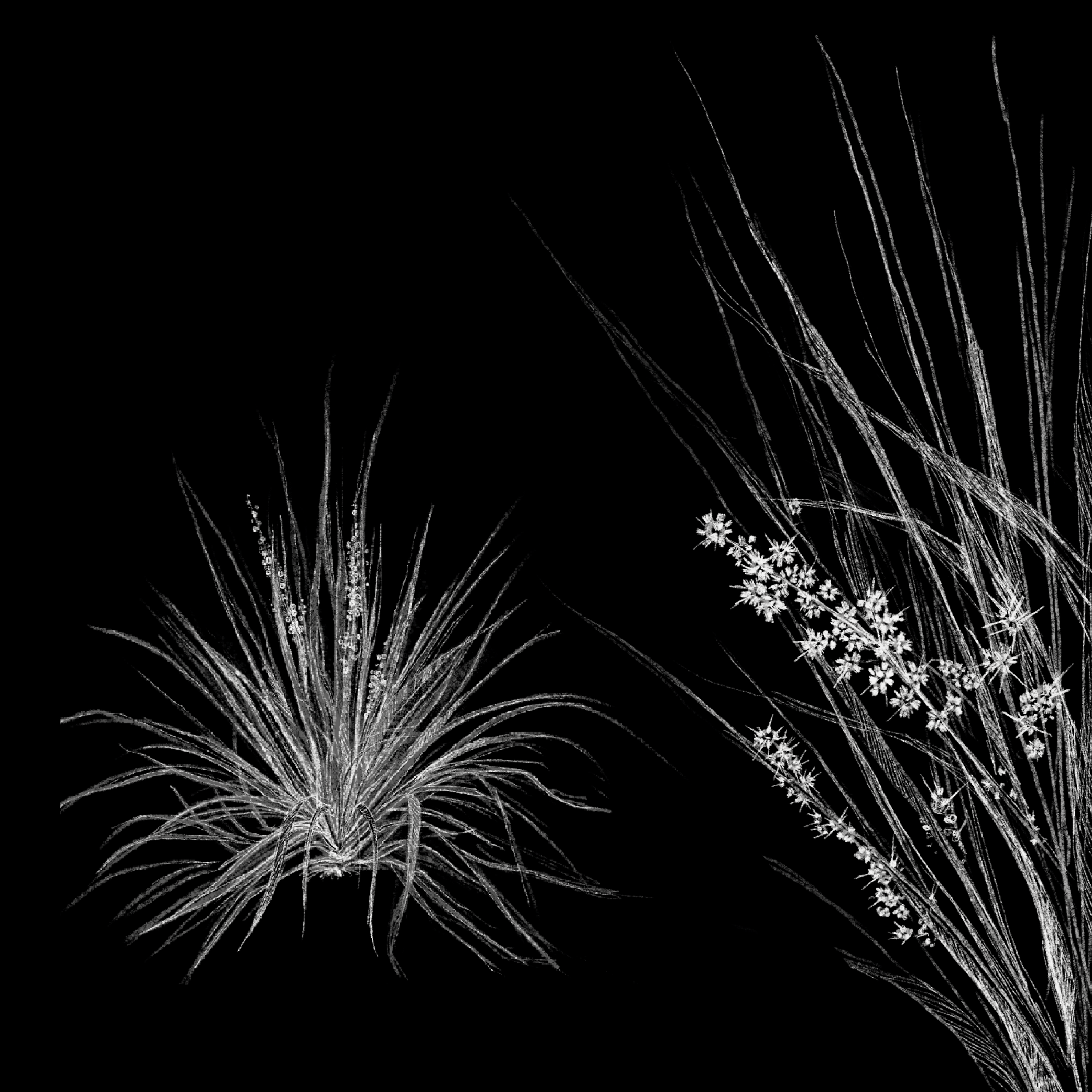 Black and white illustration of lomandra plant for an interpretive sign at Gasworks Arts Park in Melbourne