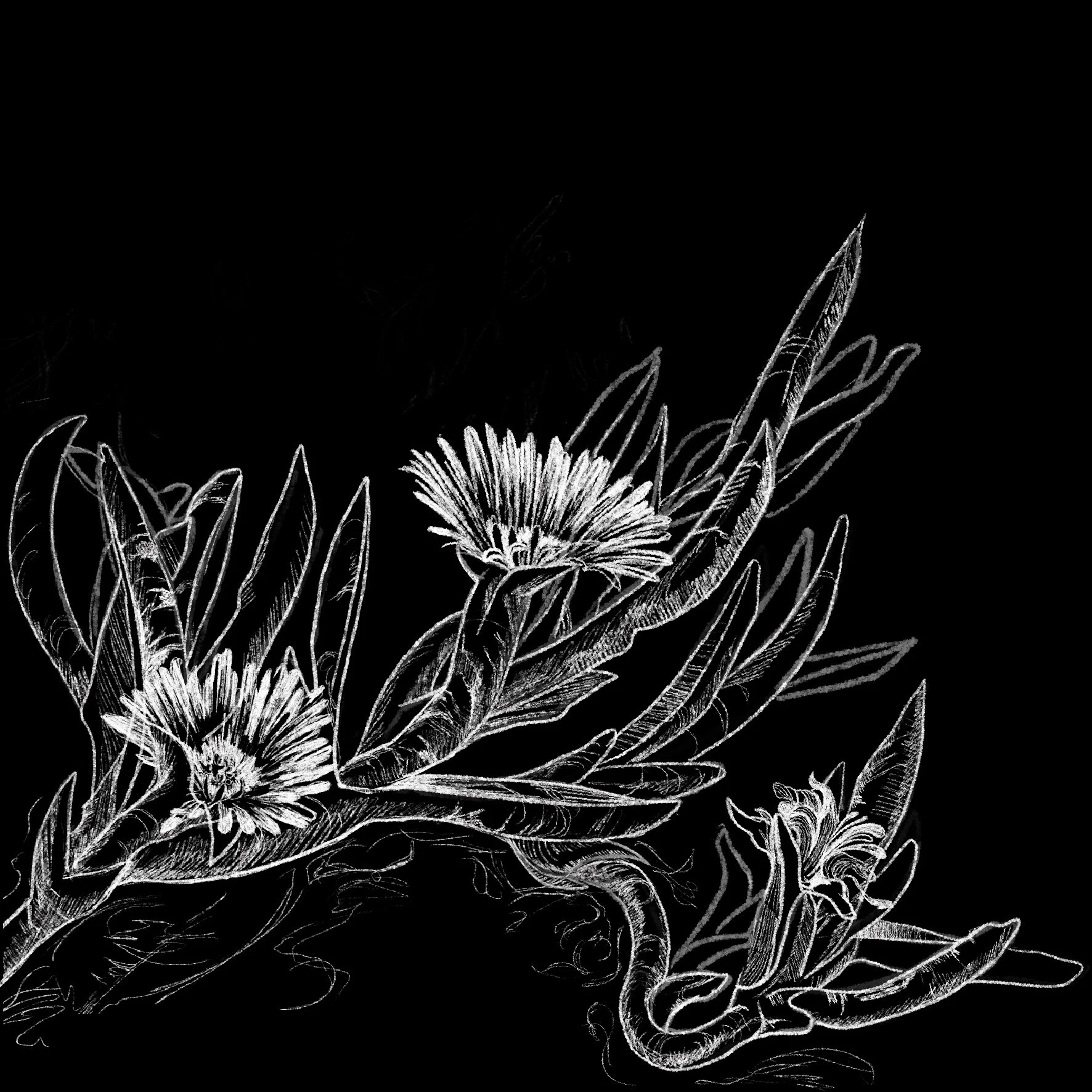 black and white illustration of carpobrotus rossini (pigface) for interpretive signage at Gasworks Arts Park in Melbourne