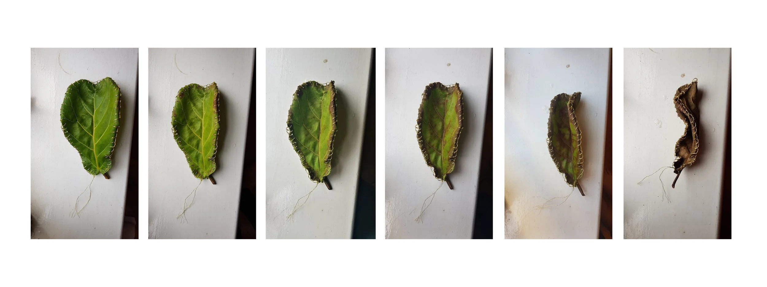 Death progression | Photographic Series