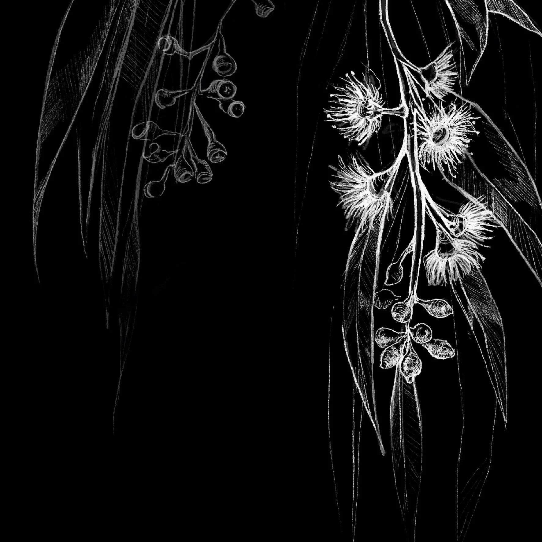 black and white illustration of eucalyptus for interpretive signage at Gasworks Arts Park in Melbourne 