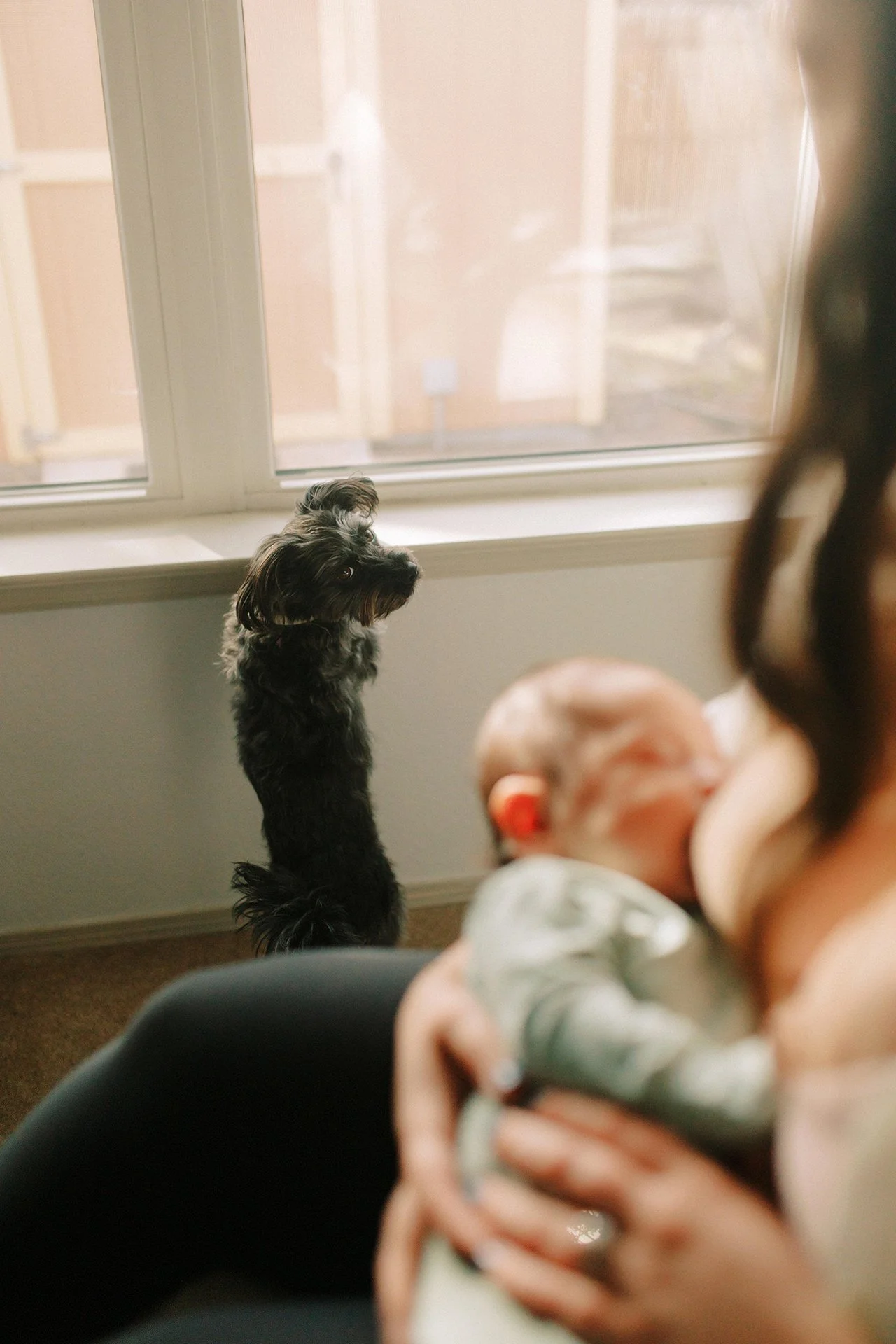 An adorably small black Scottish Terrier stands on hind legs, resting against a windowsill, looking back at a mother breastfeeding her newborn baby.