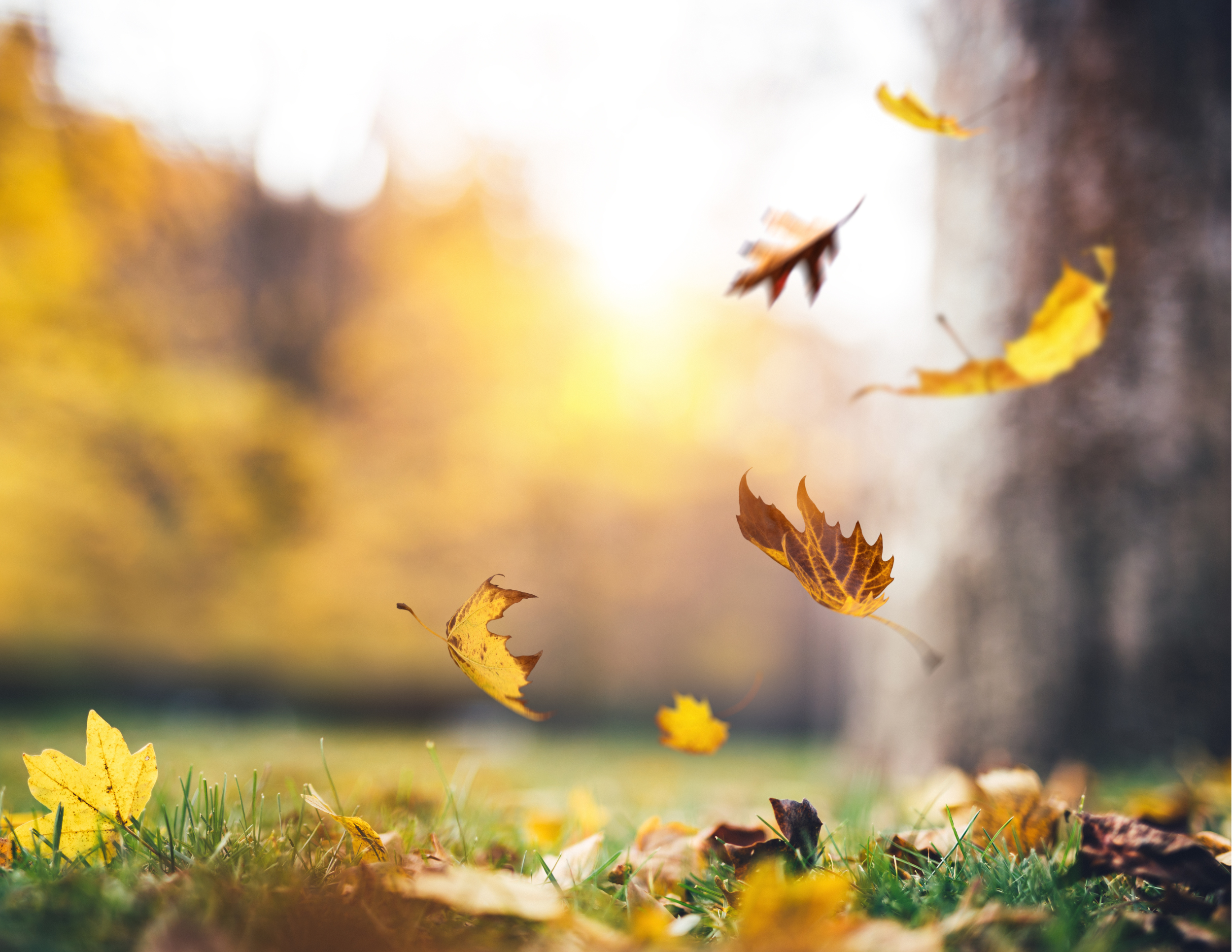 Return to the Root: Rituals for the Fall