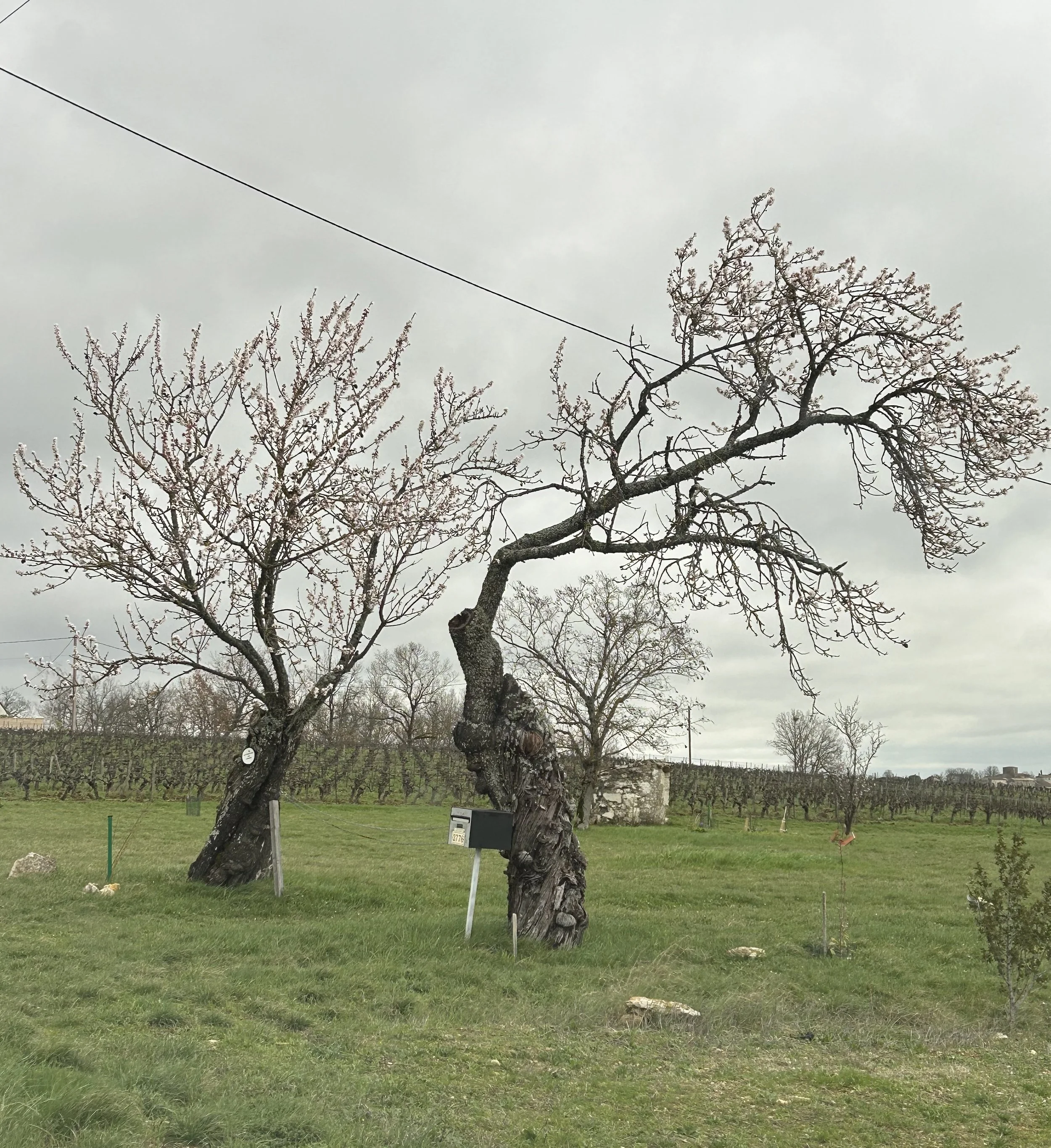 They love each other trees .jpeg