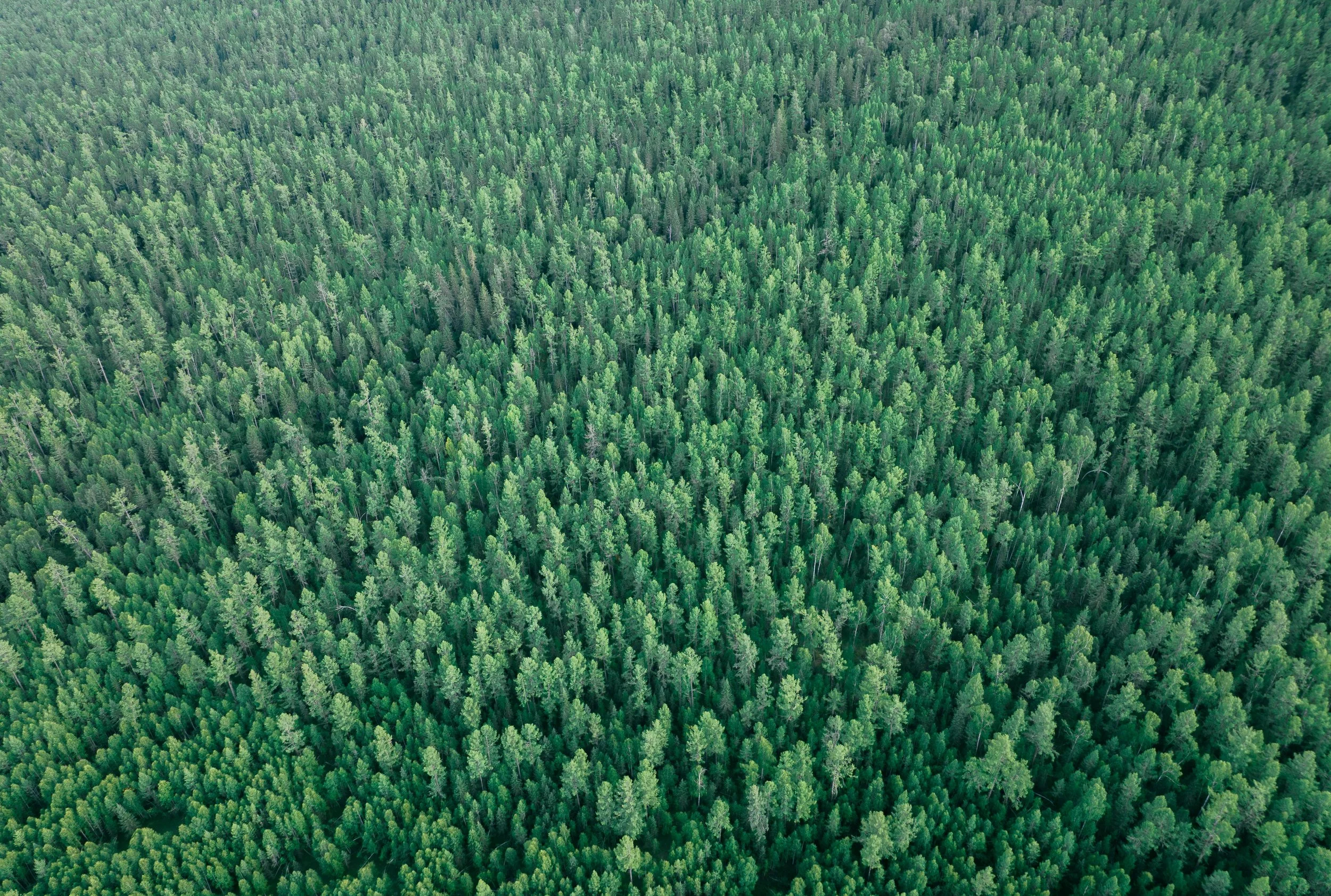 forest mapping.jpg