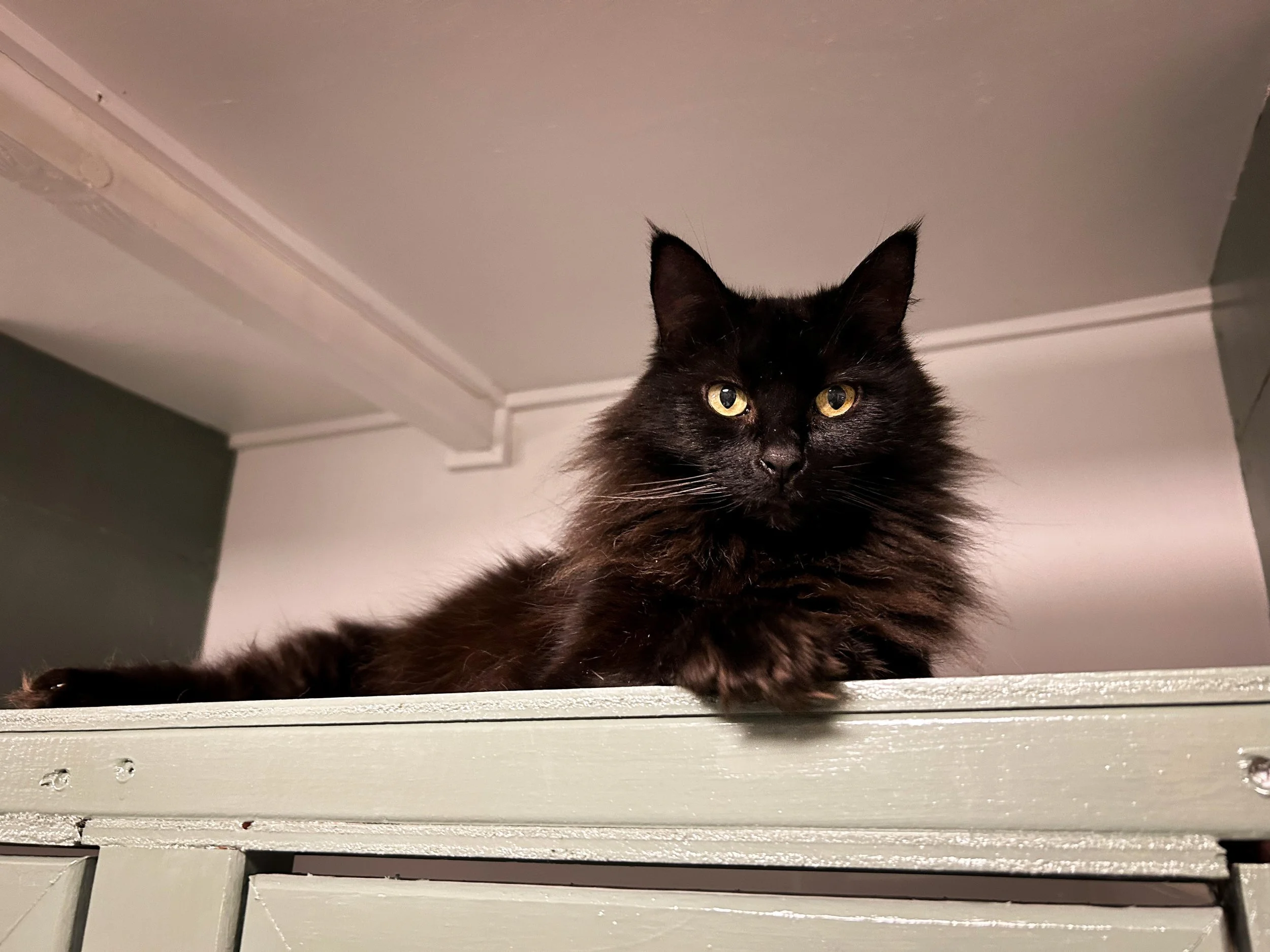 A black cat with yellow eyes lying on a light gray shelf, looking directly at the camera.