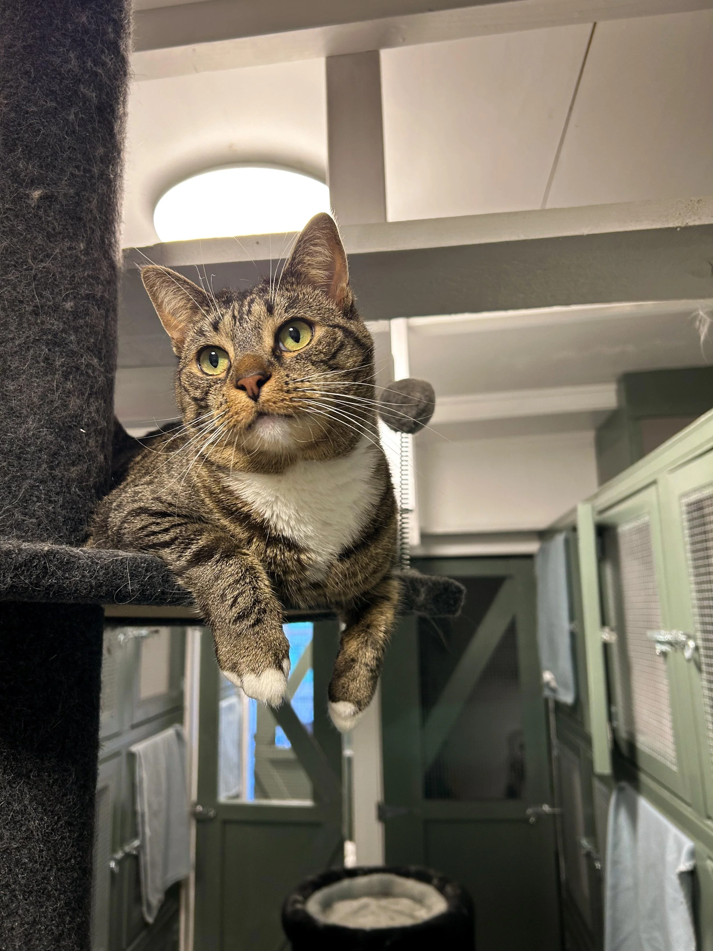 Tabby cat lounging on cat tree
