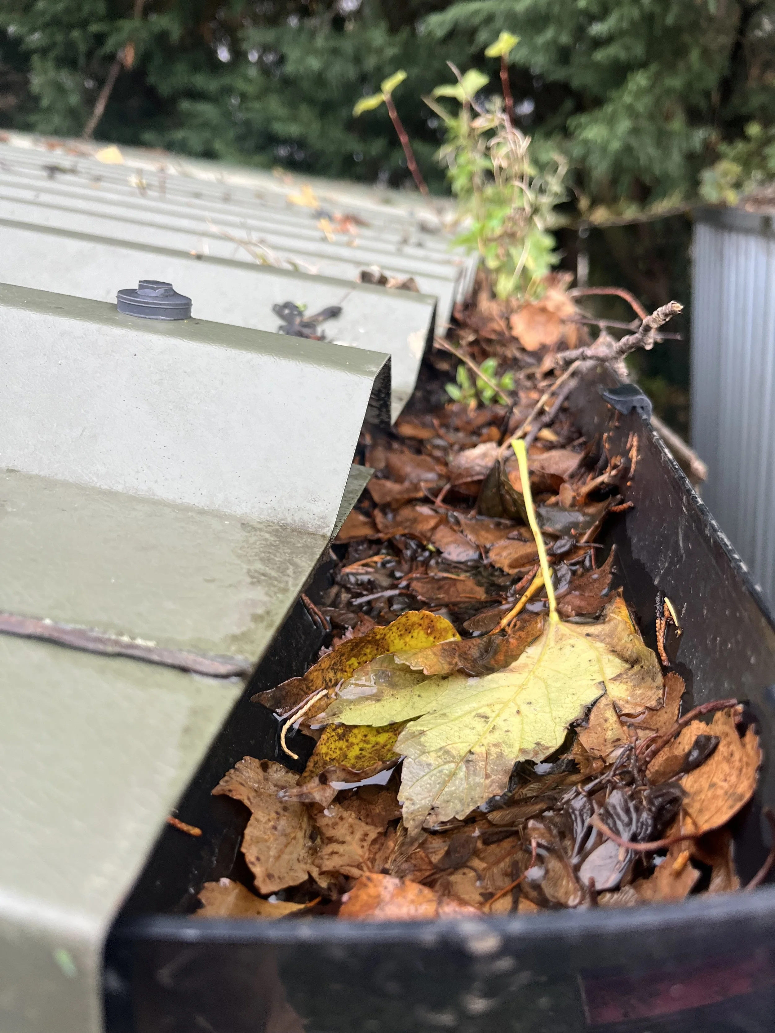 Close-up of a gutter filled with fallen autumn leaves, with green plants and trees in the background.