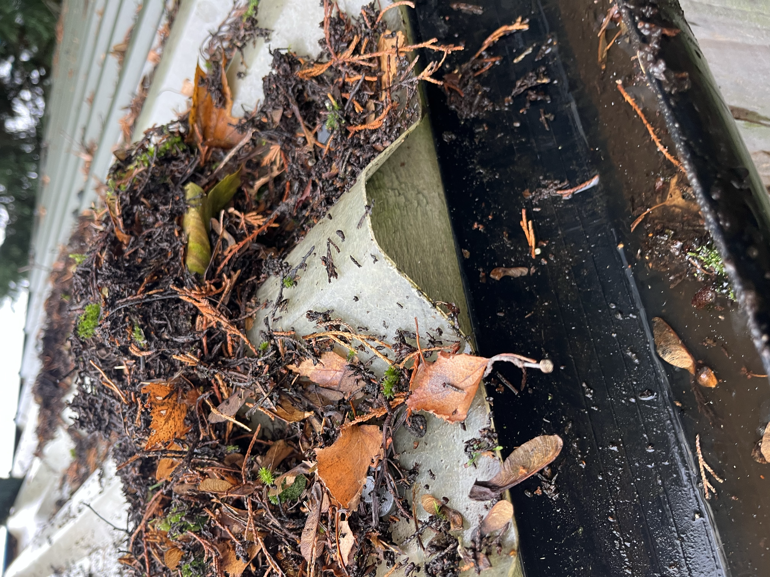 Close-up of a gutter filled with fallen leaves, soil, and small debris, with some water visible.